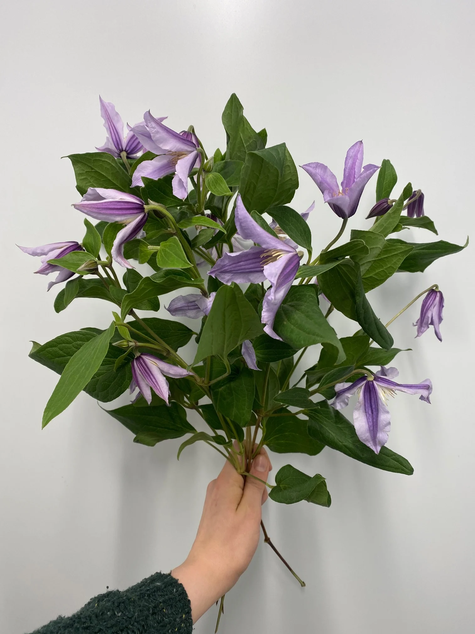 Klematis i bunt 💜