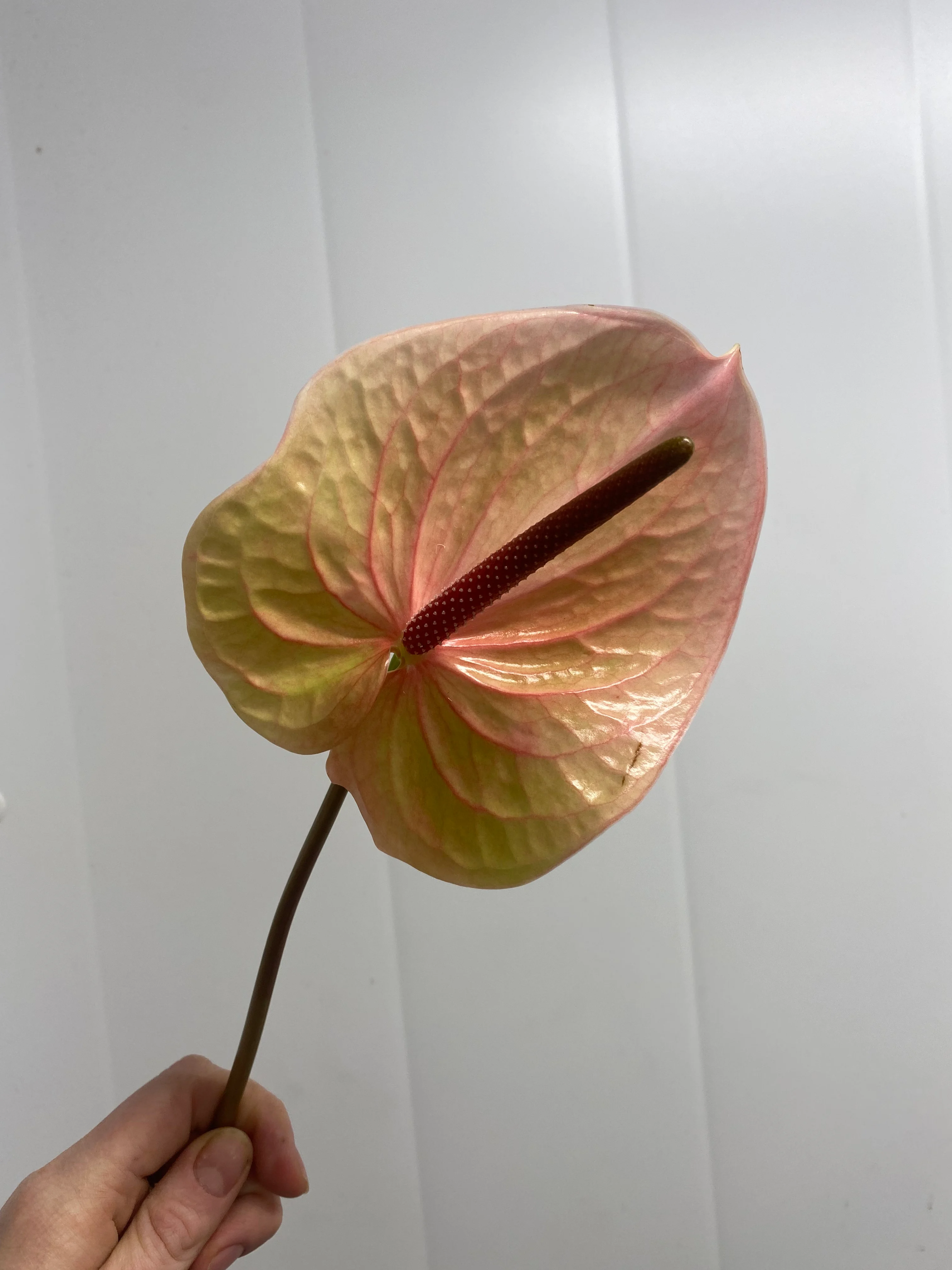 Anthurium Flamingoblomst🦩