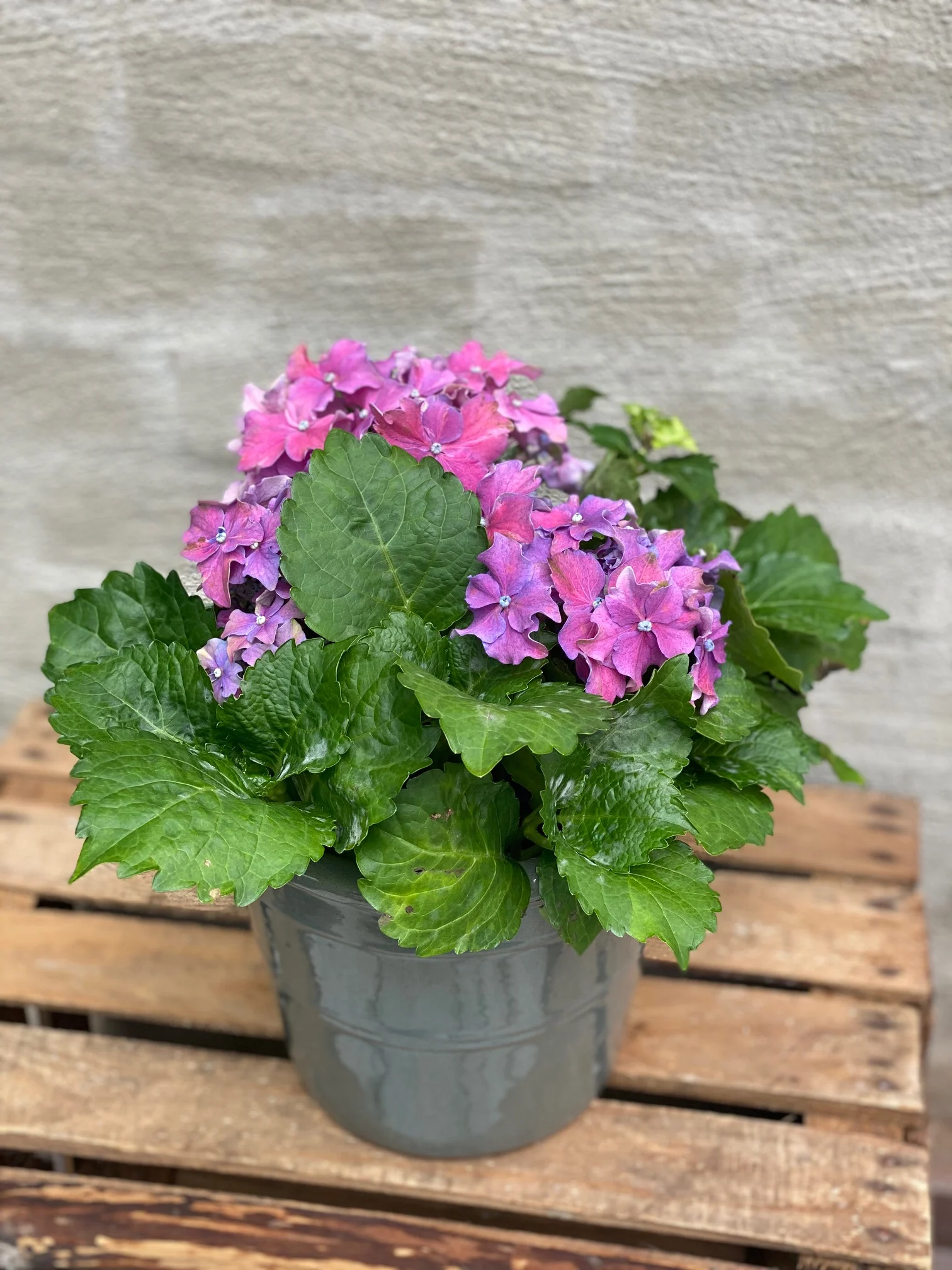 Lilla Hortensia💜💜💜