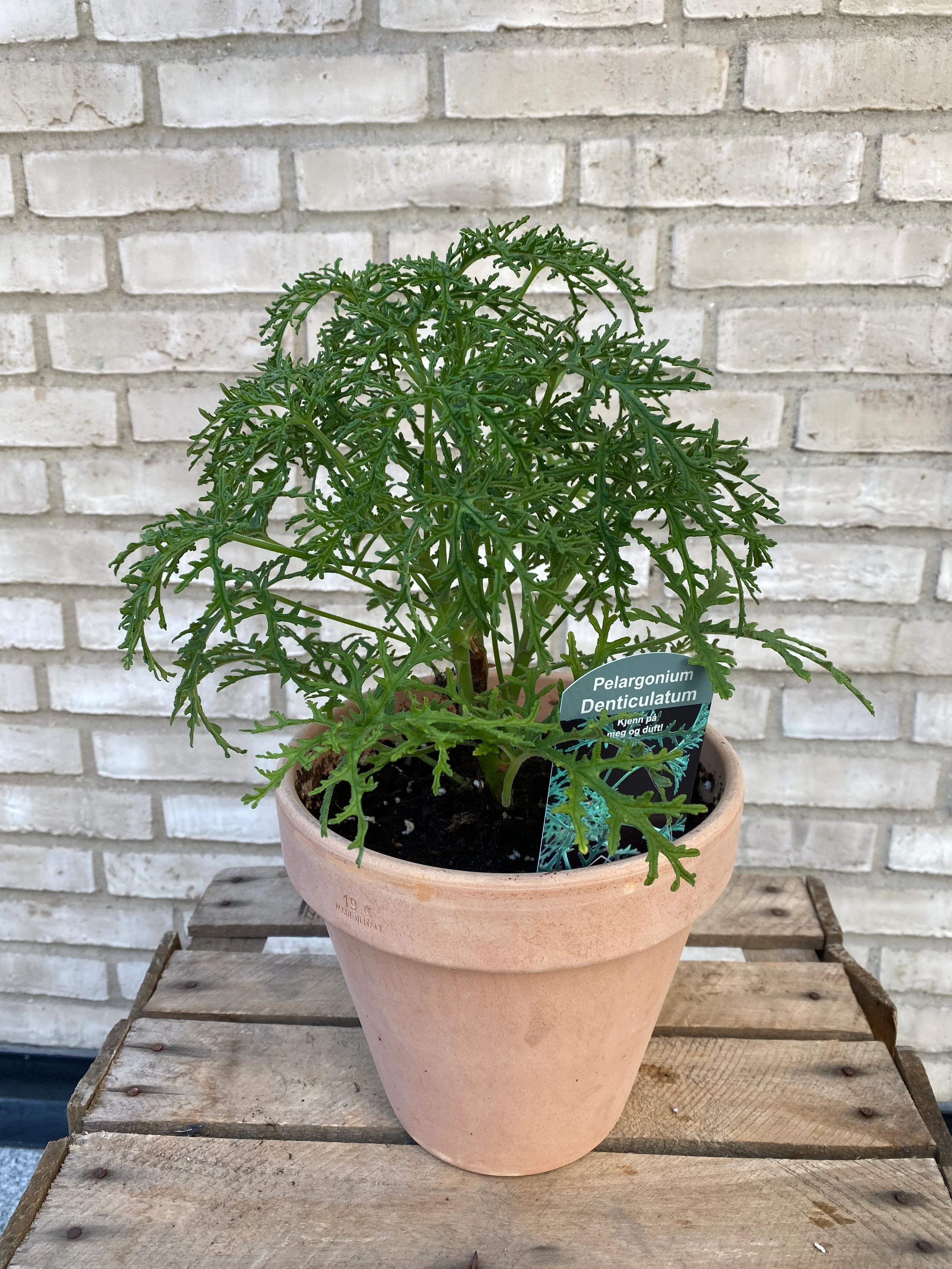 Duftpelargonia XL ‘Denticulatum’