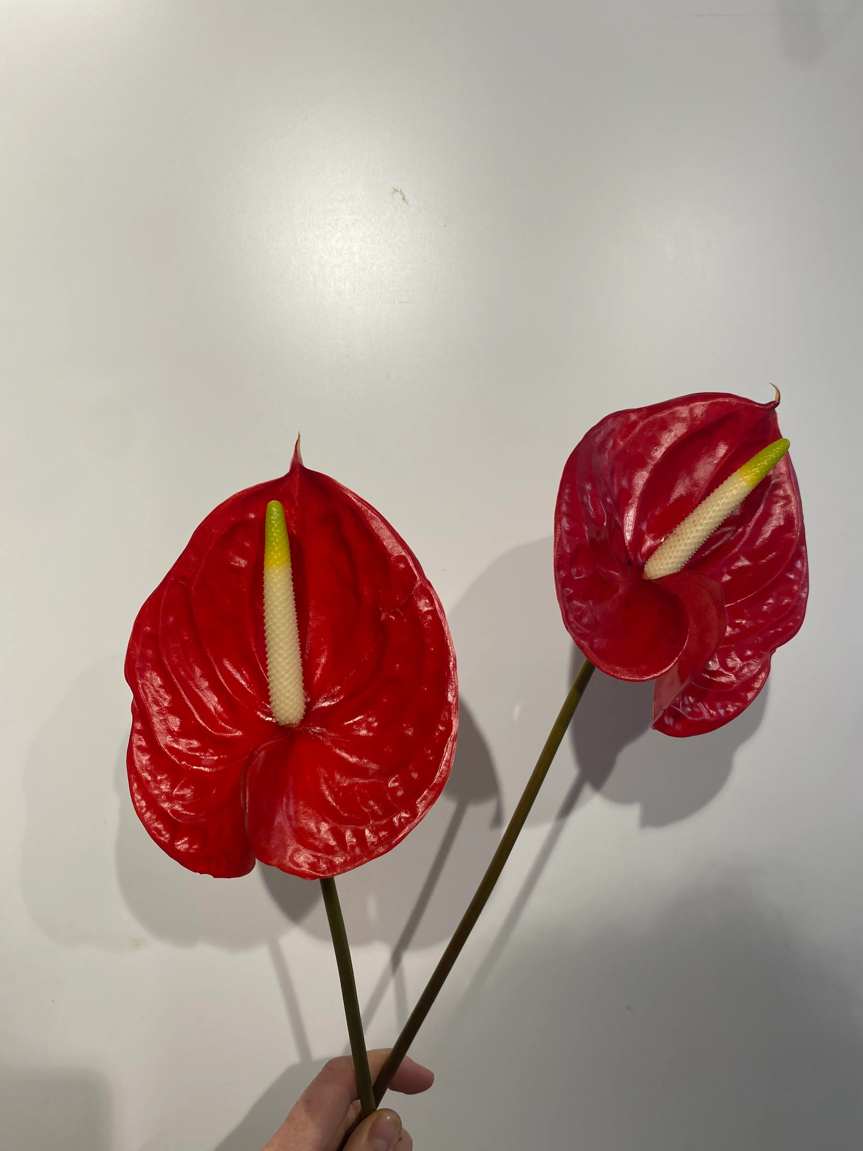 Anthurium 🌺