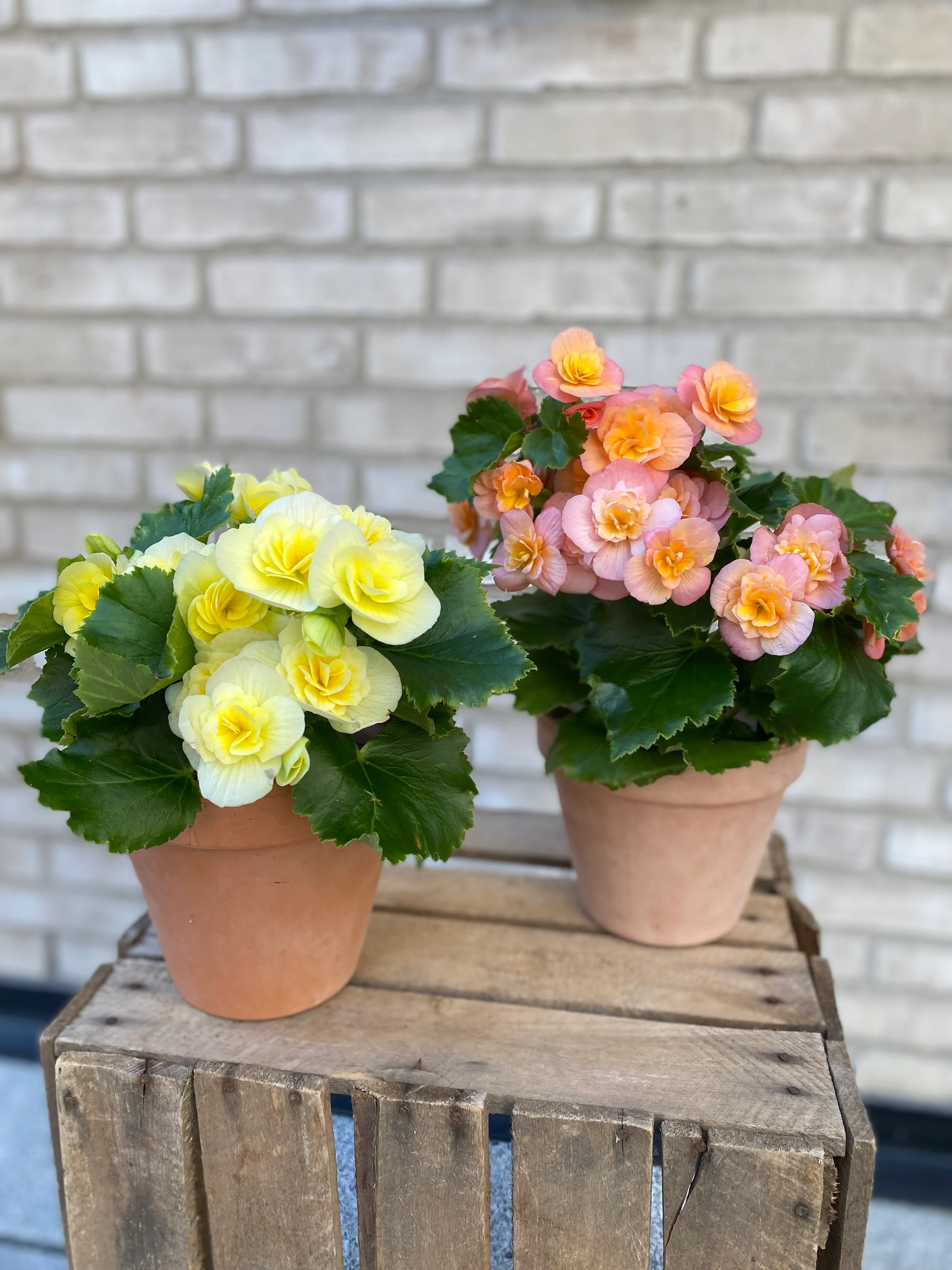 Begonia