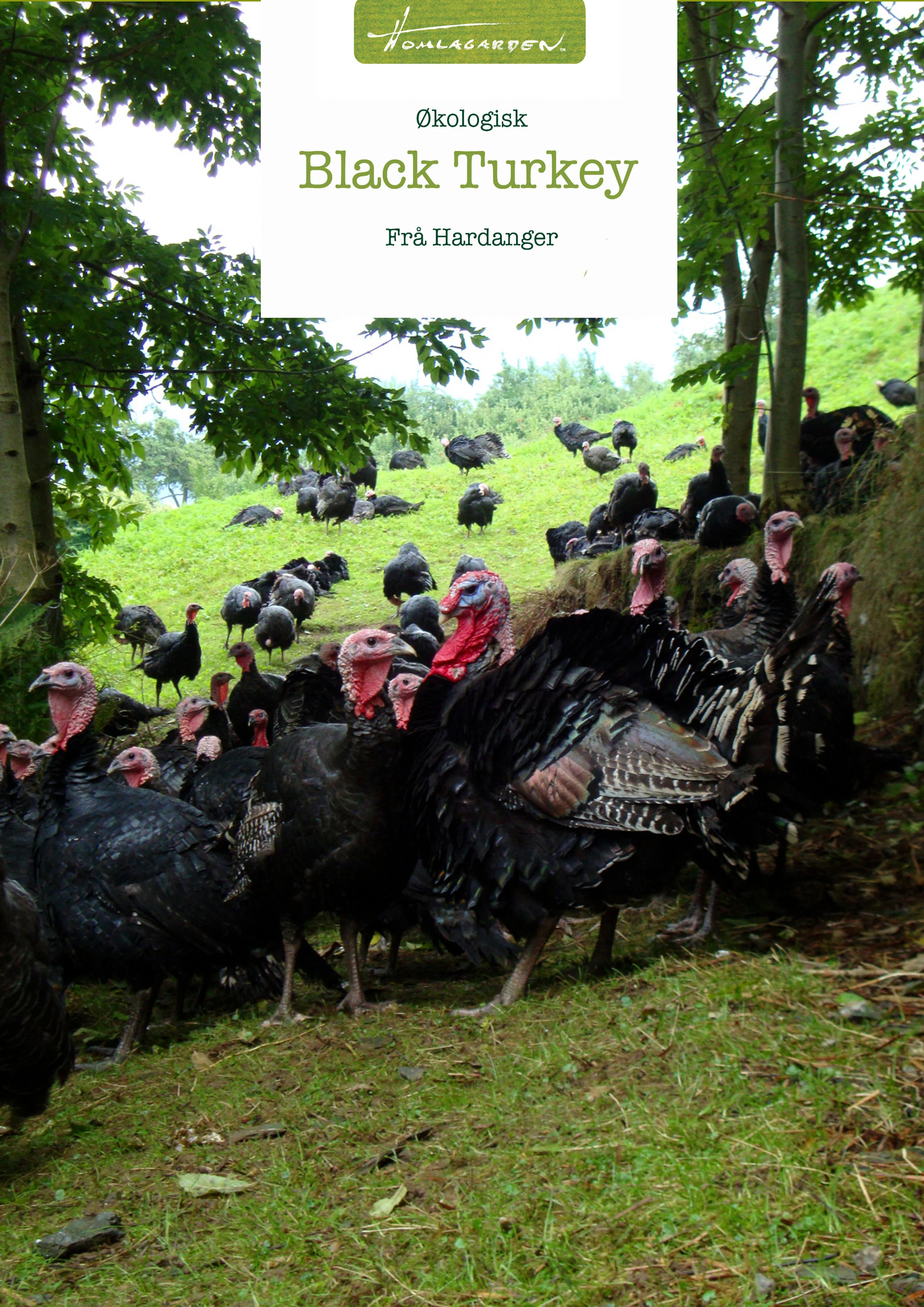 Black Turkey Kalkun fra Homlagarden
