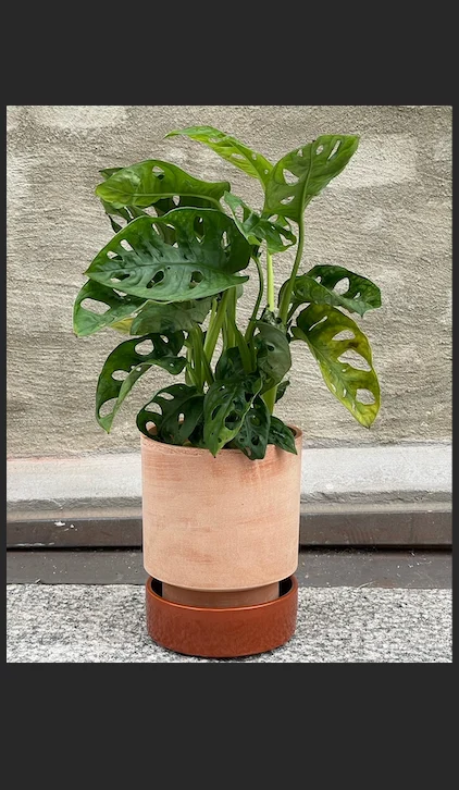 Monstera Monkey Mask