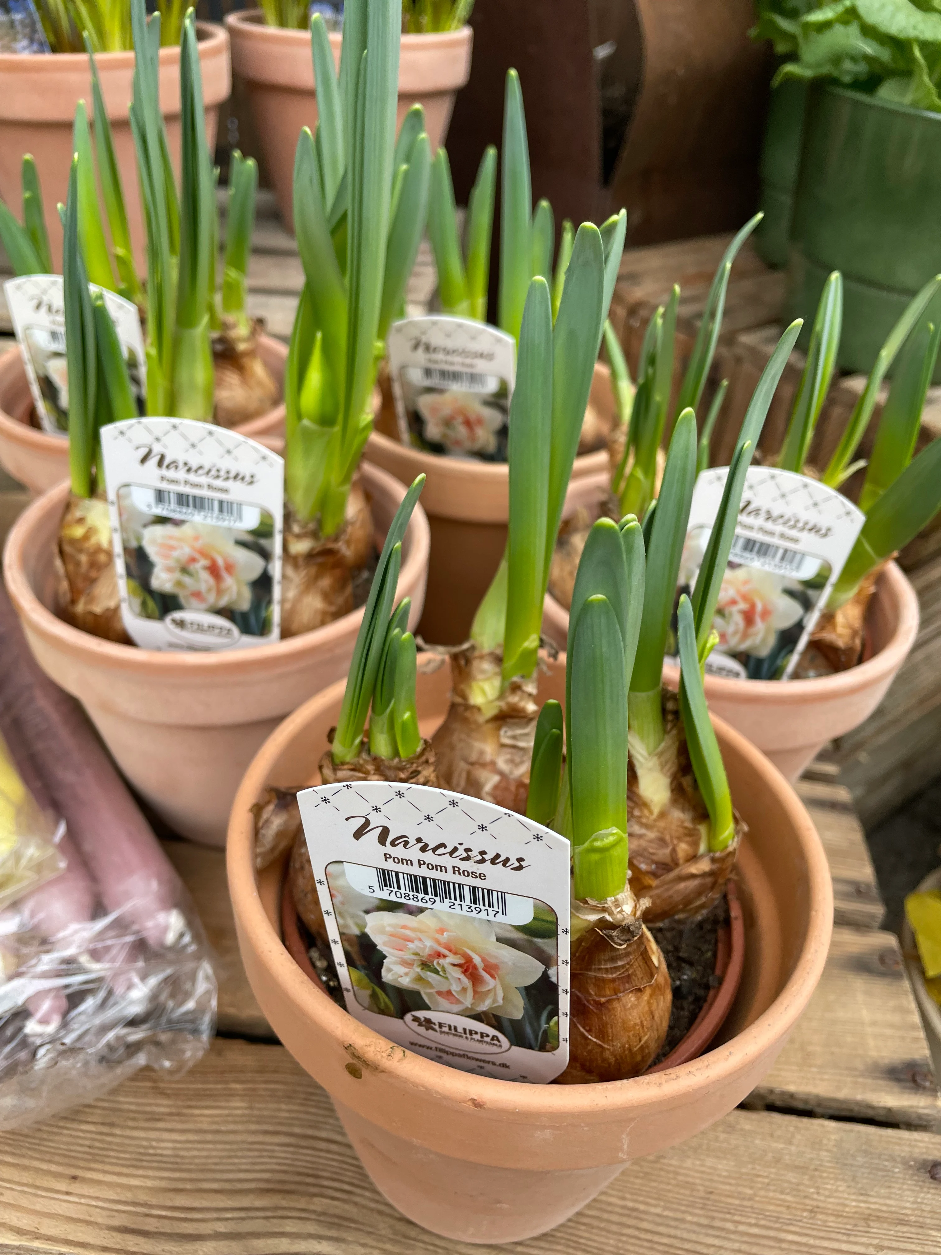 Påskelilje i potte (hvit)