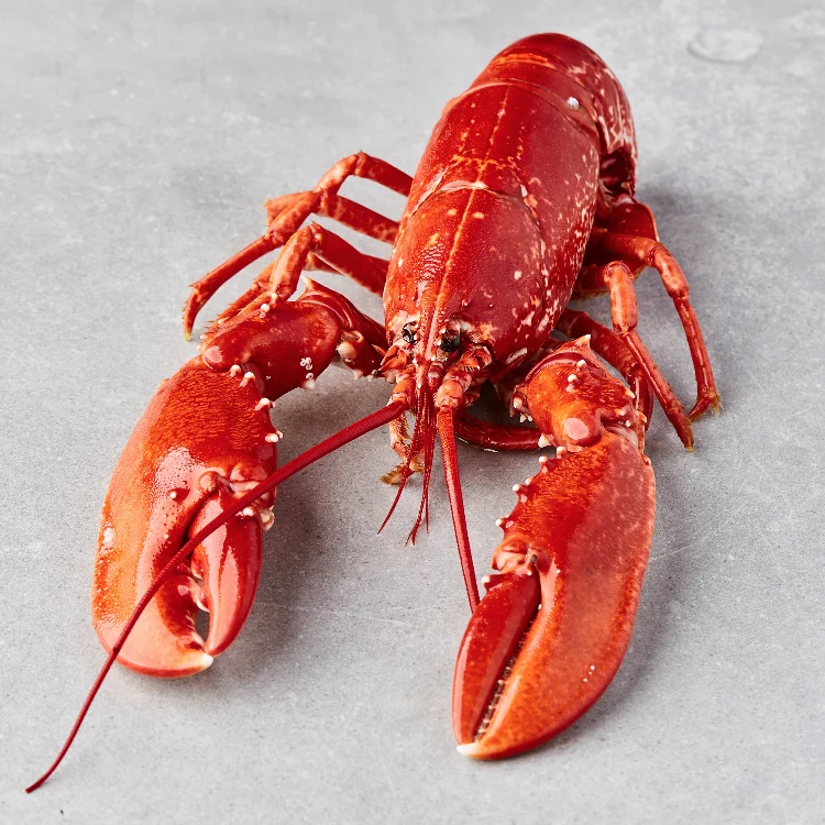 Norsk hummer, kokt - lobster