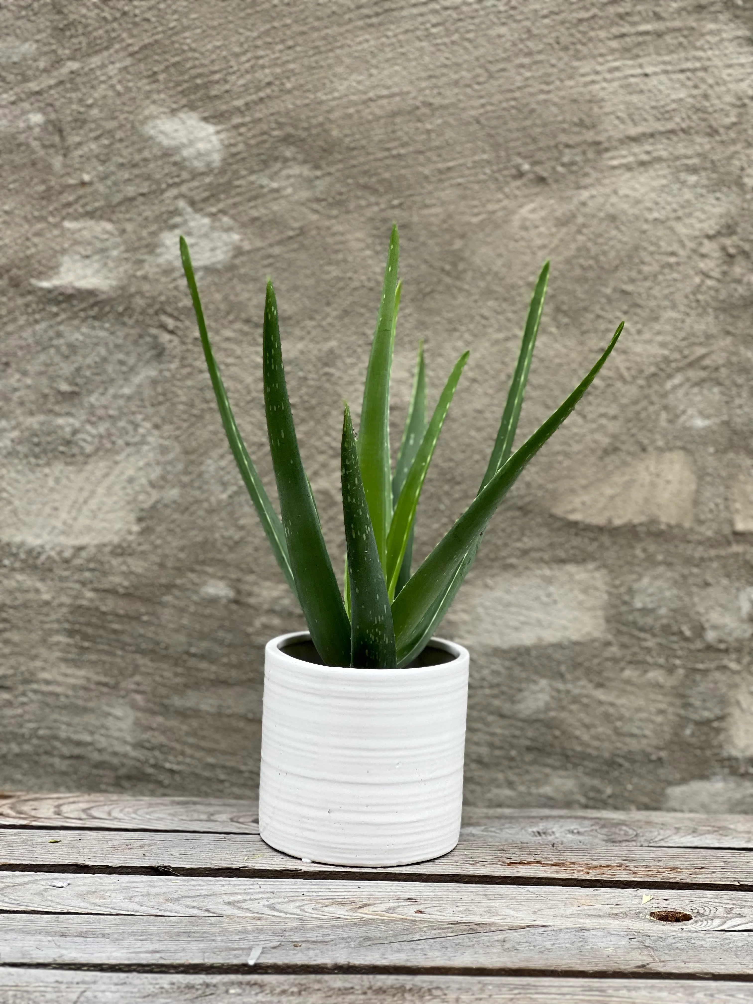 Aloe Vera-plante ⚕️🌱