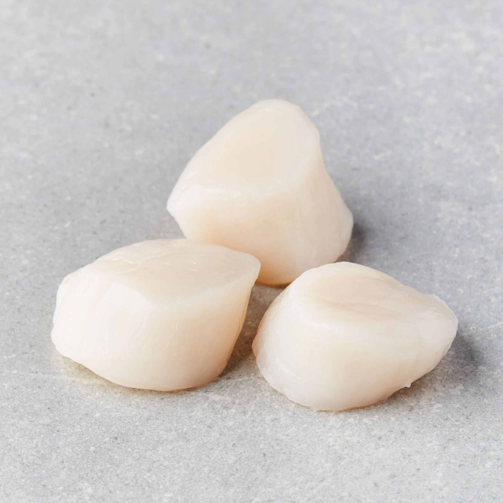 Kamskjell medium- Scallops