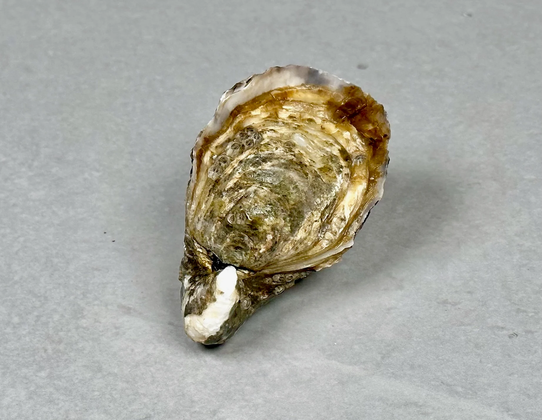 Østers, Fine de Claire