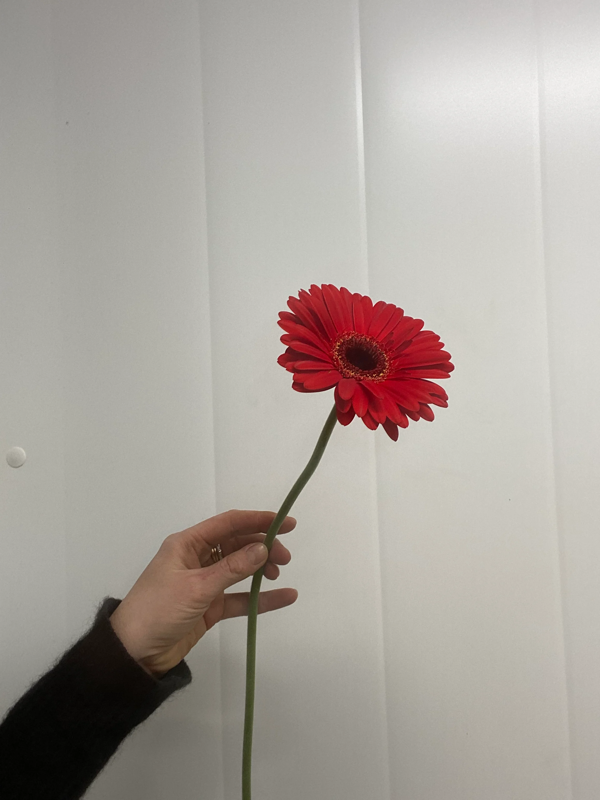 Røde Gerbera