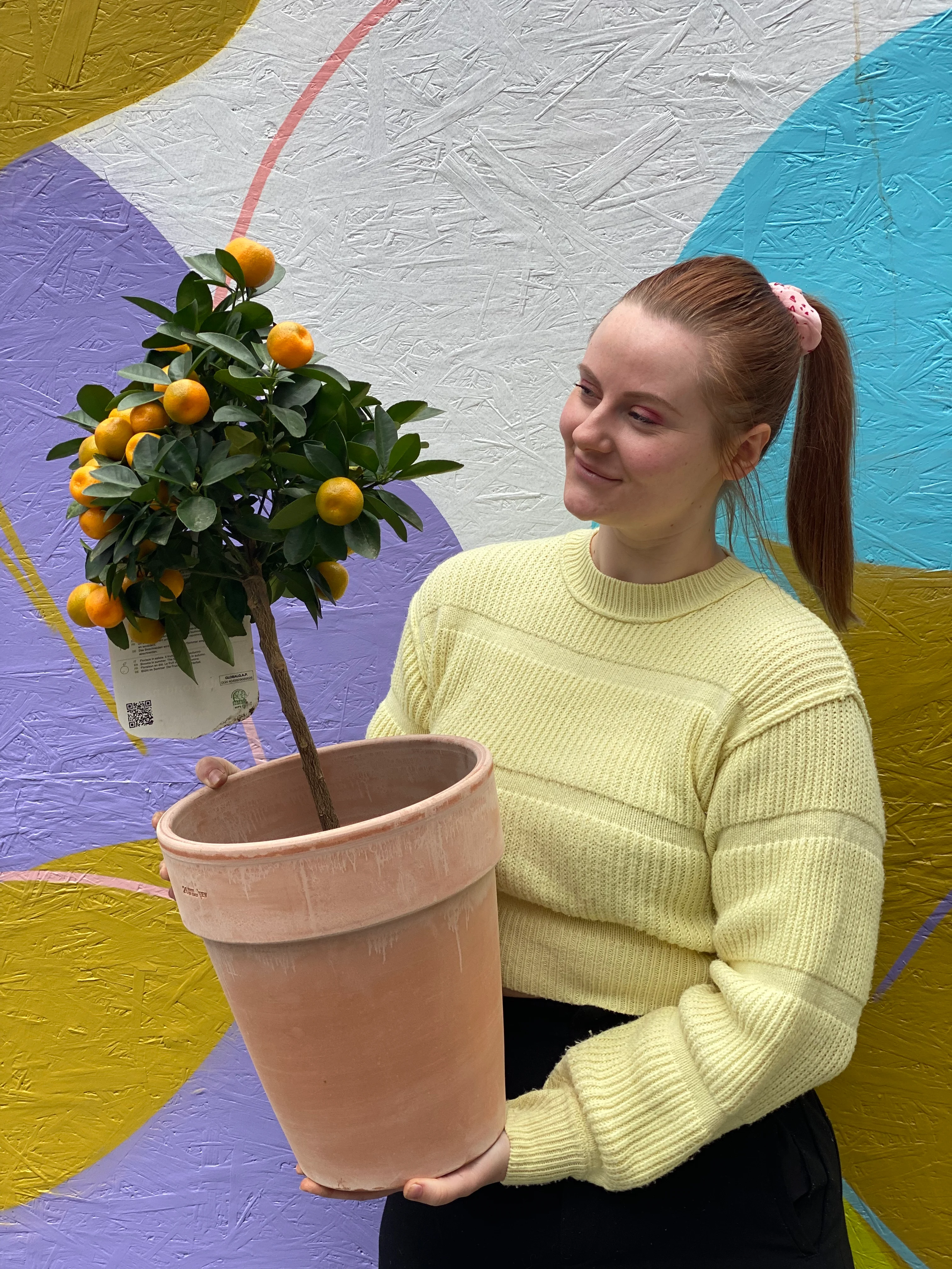 Calamondin citrustre