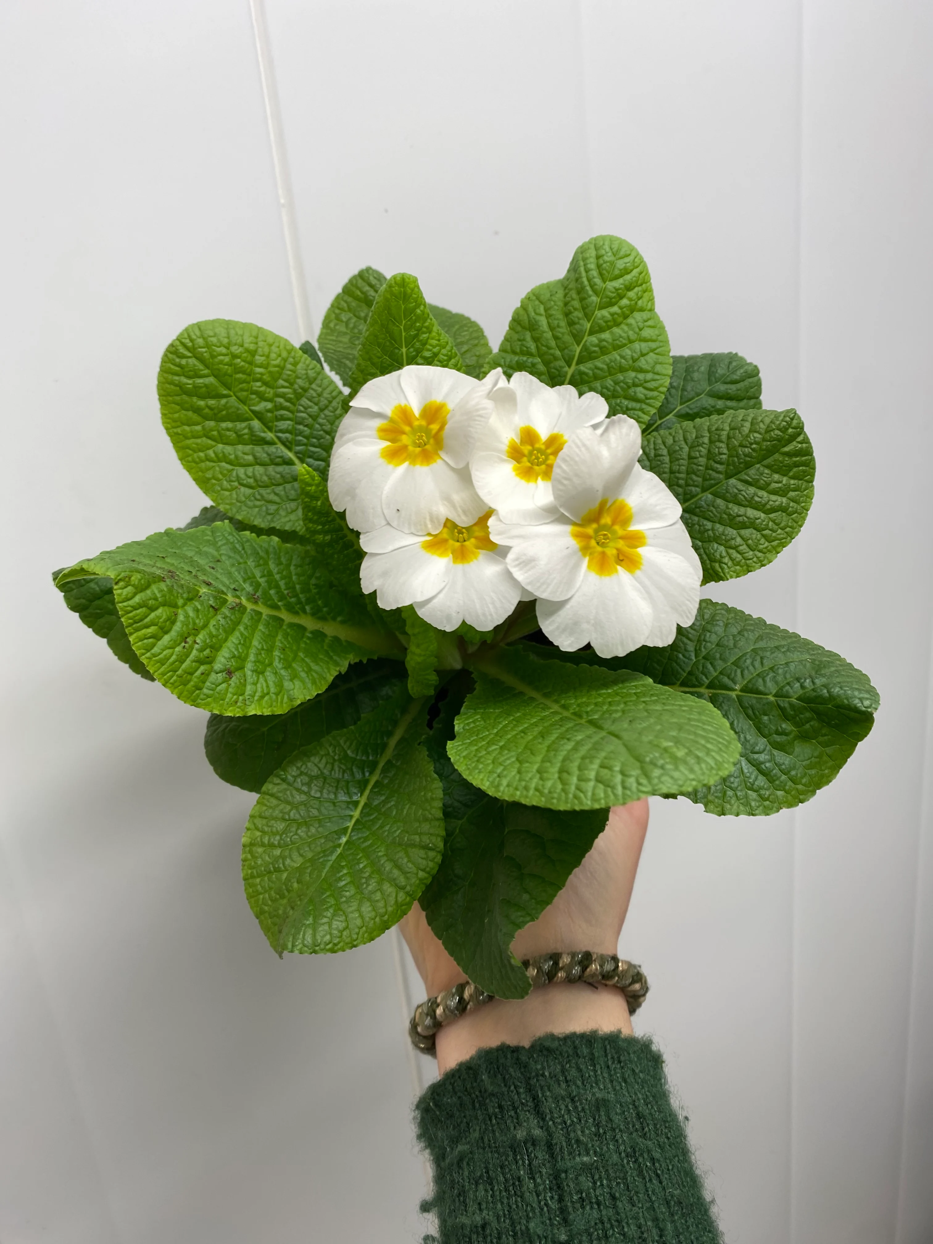 Primula 🌸