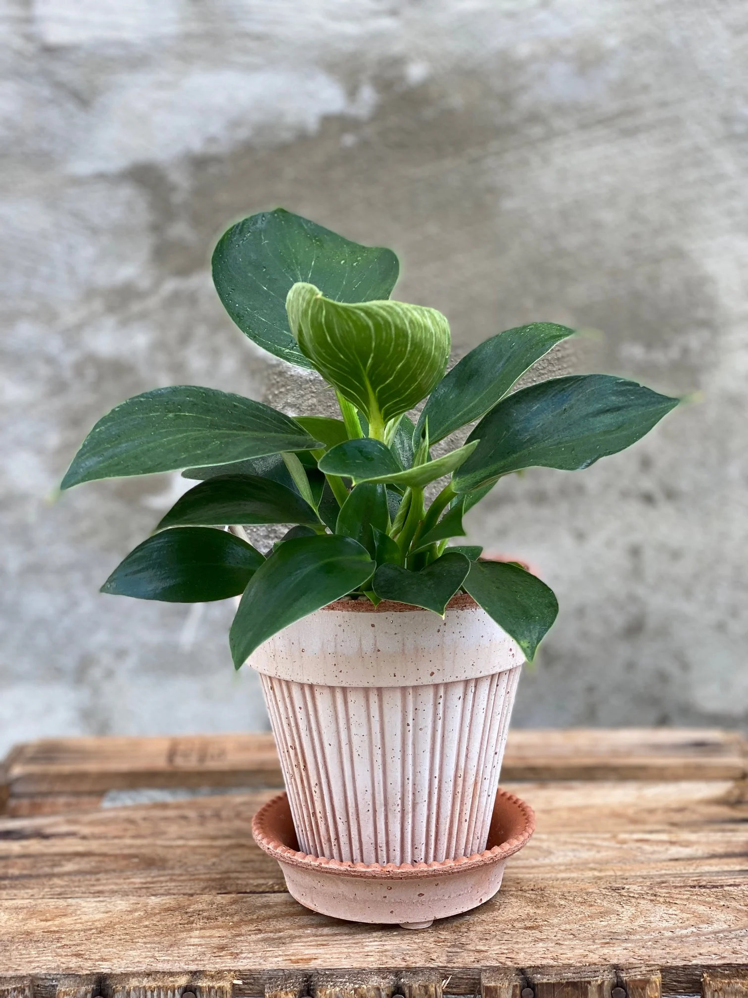 Philodendronplante 🌱