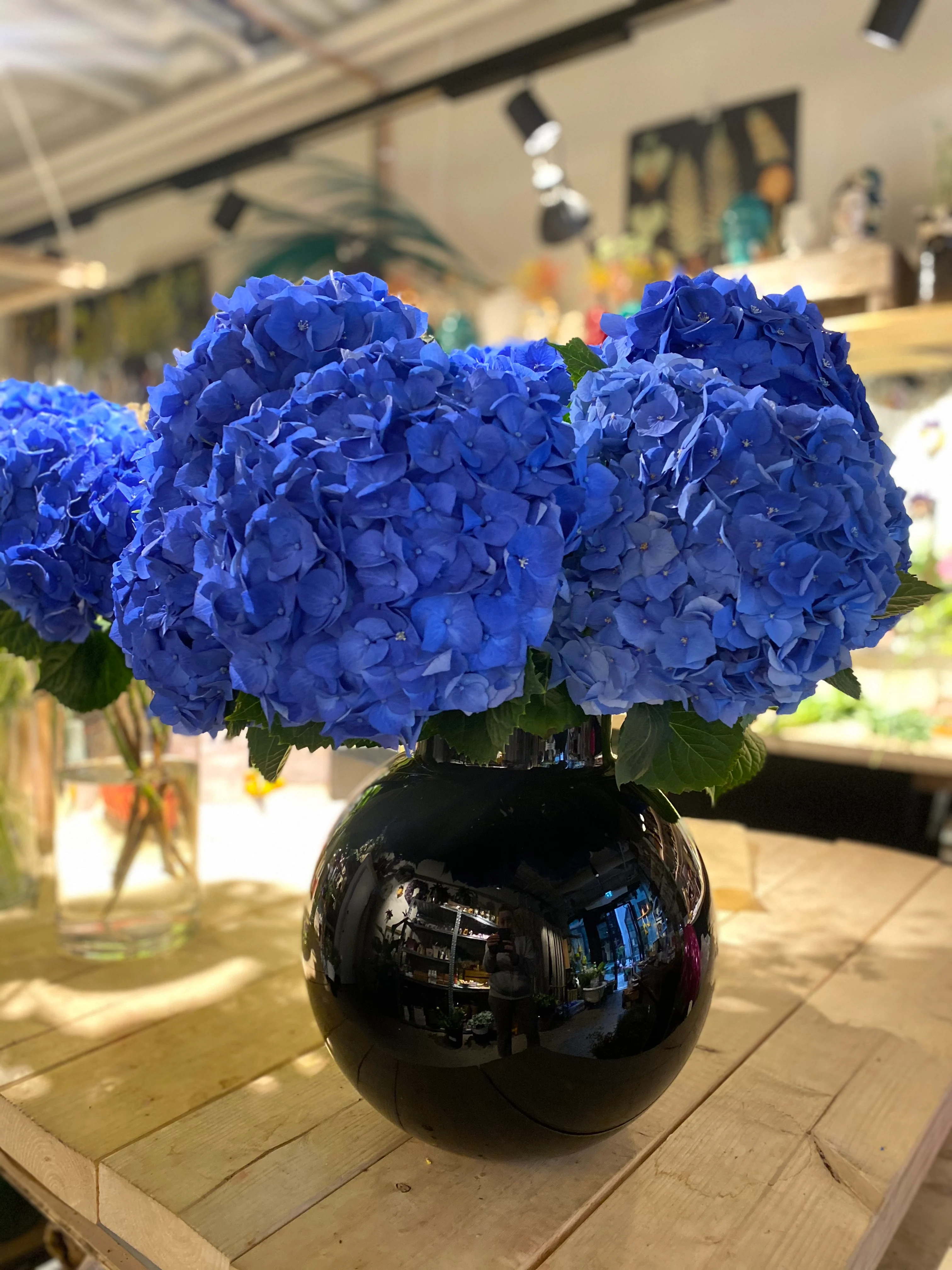 Blå Hortensia 💙