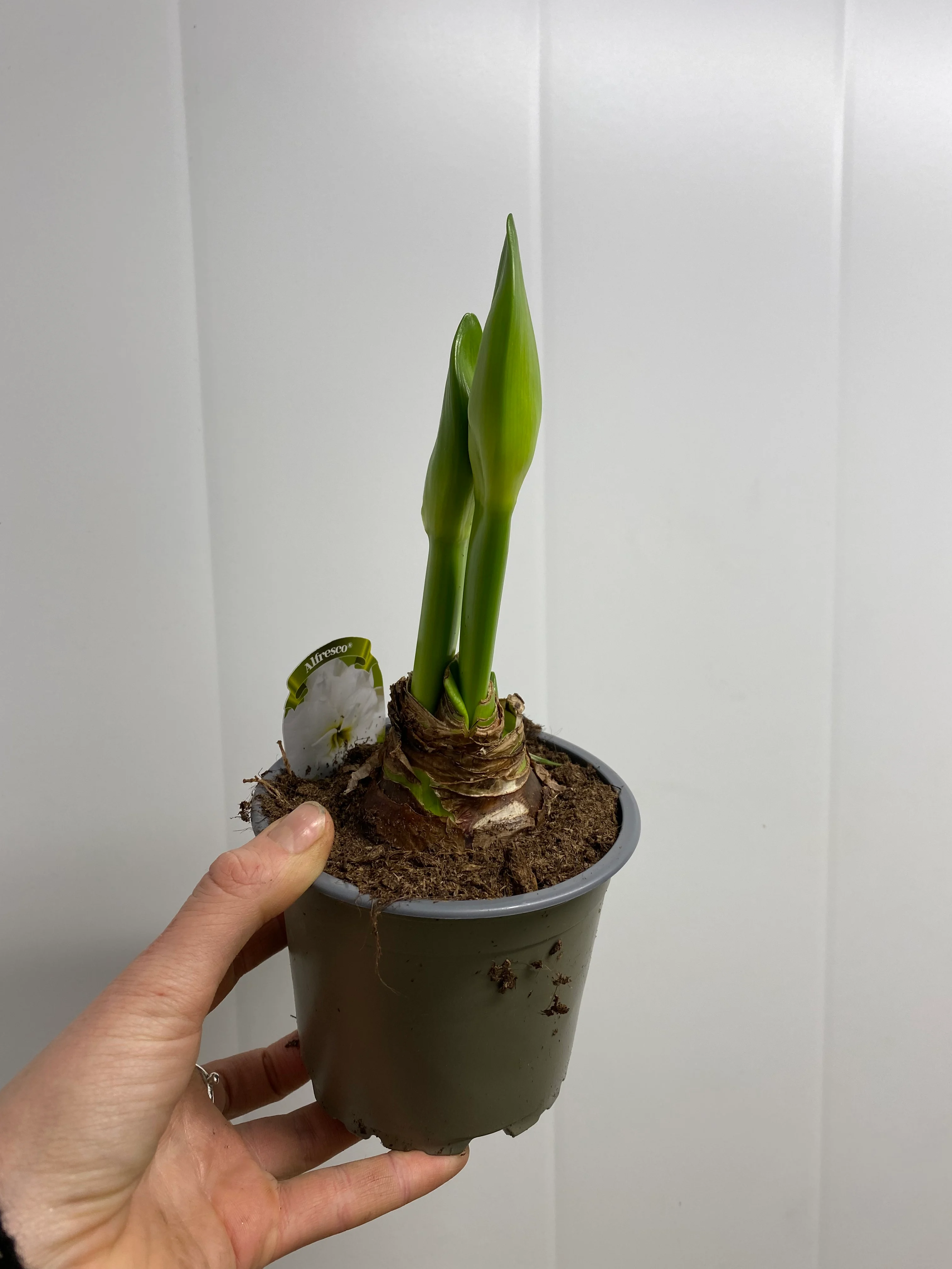 Amaryllis i potte - rød, hvit eller rosa