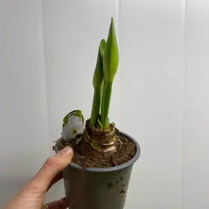 Amaryllis i potte - rød, hvit eller rosa