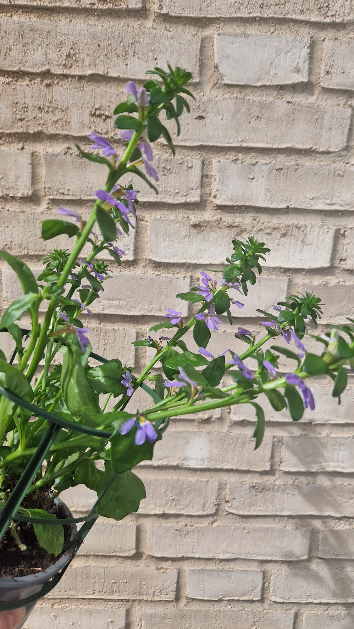 Femtunge / Scaevola Aemula