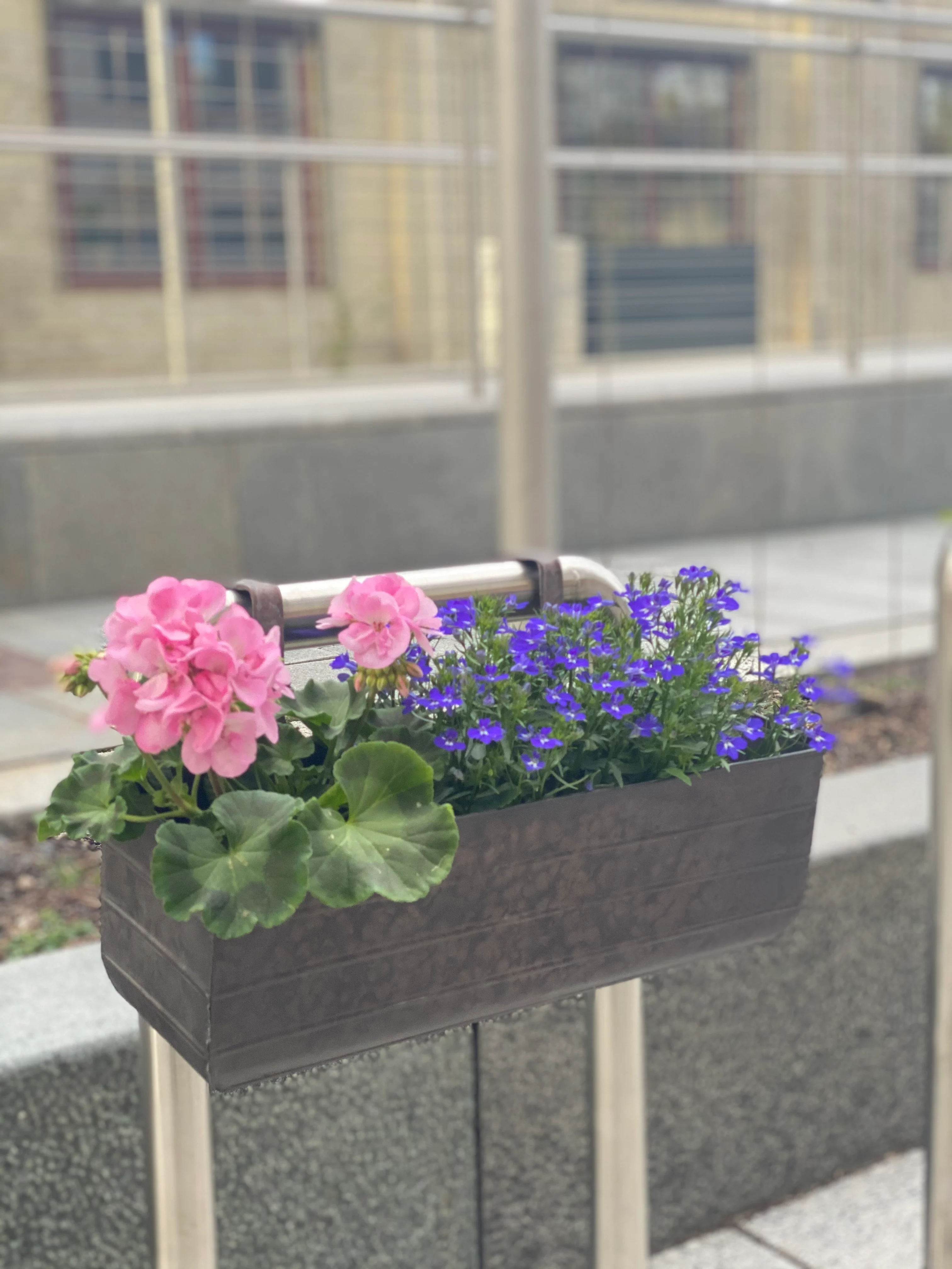 Balkongkasse 🌻🌞