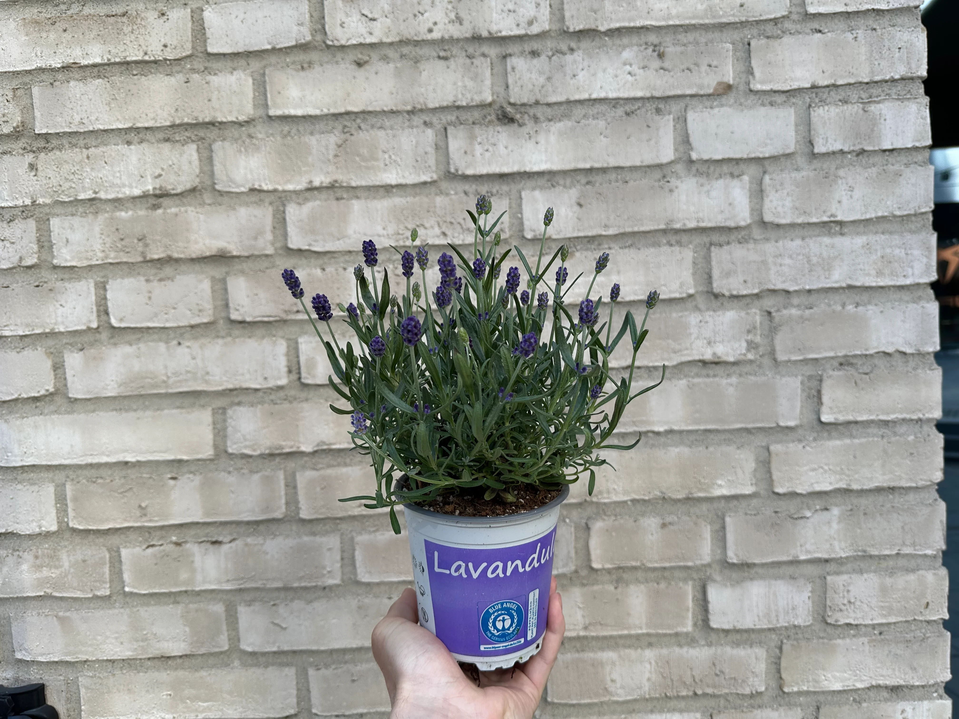 Lilla Lavendel 💜