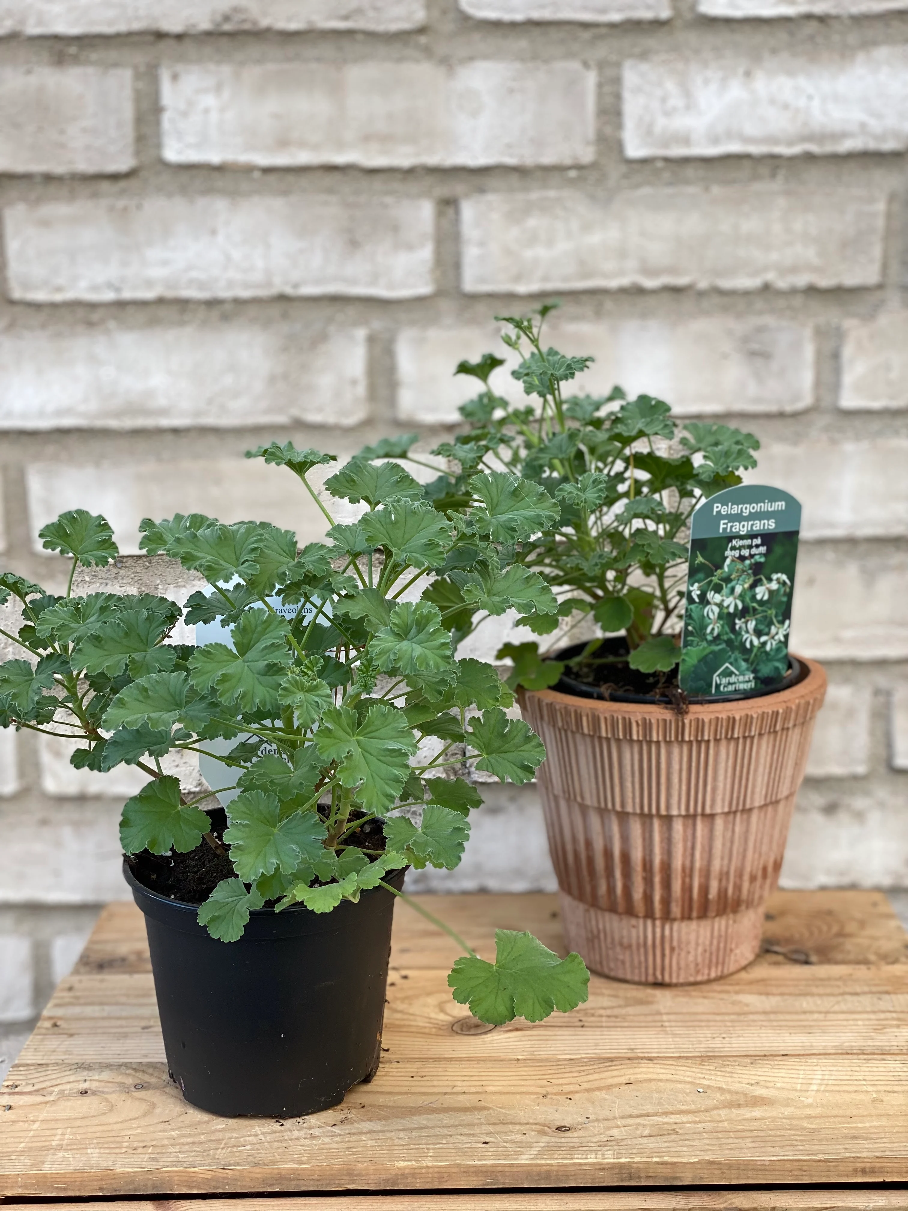 Duftpelargonia ‘Fragrans’