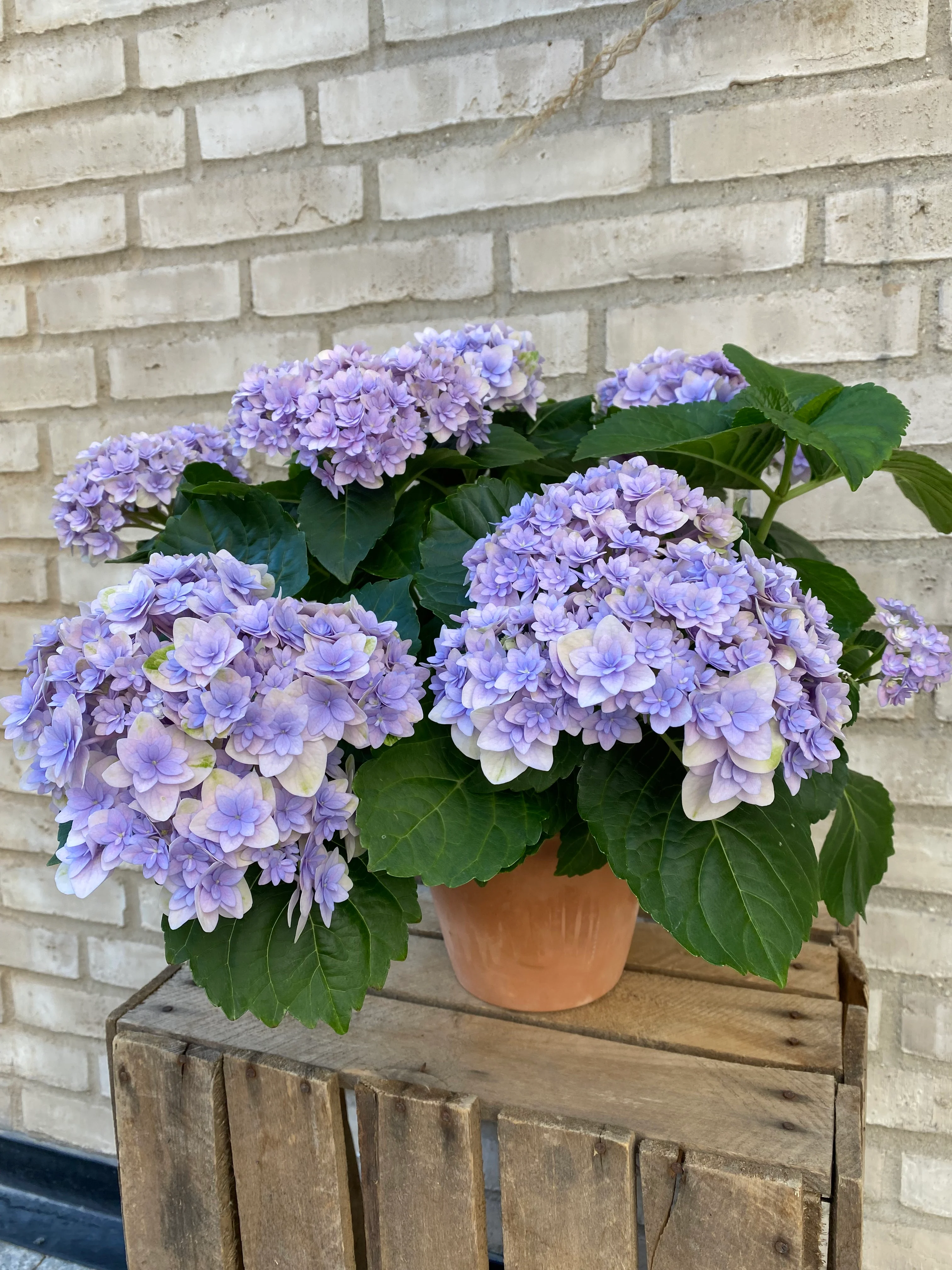 Hortensia