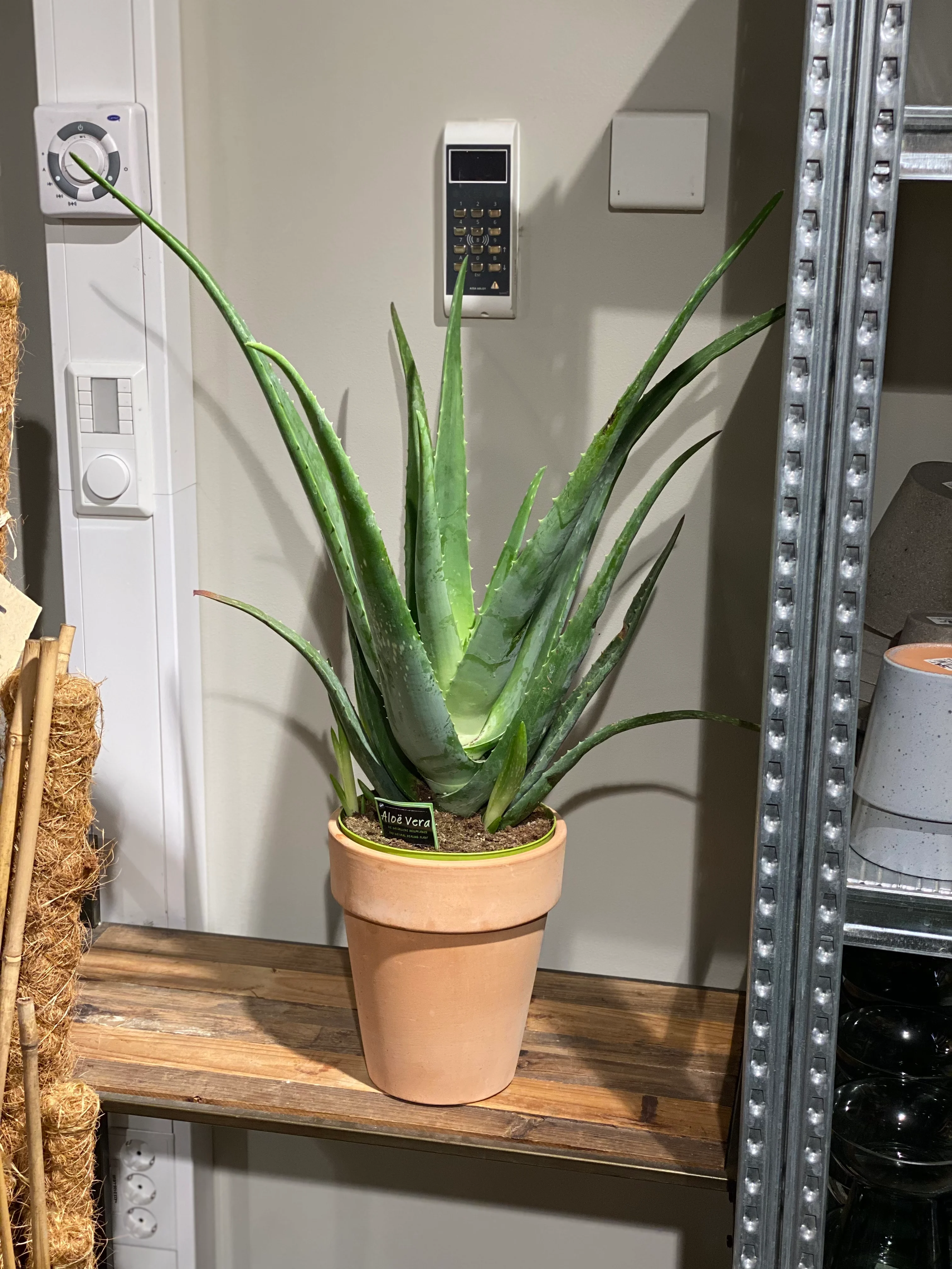 Stor Aloe Vera