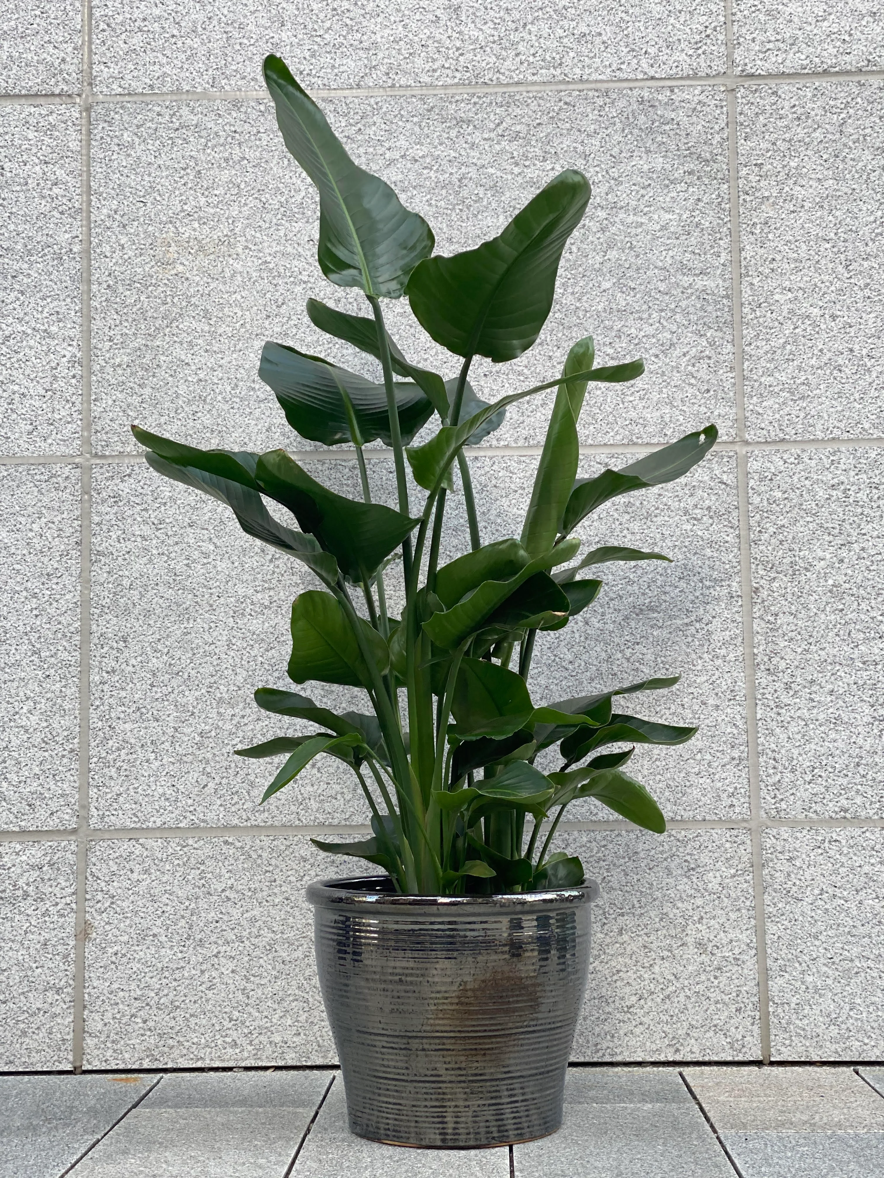 Strelitzia plante 1 m!