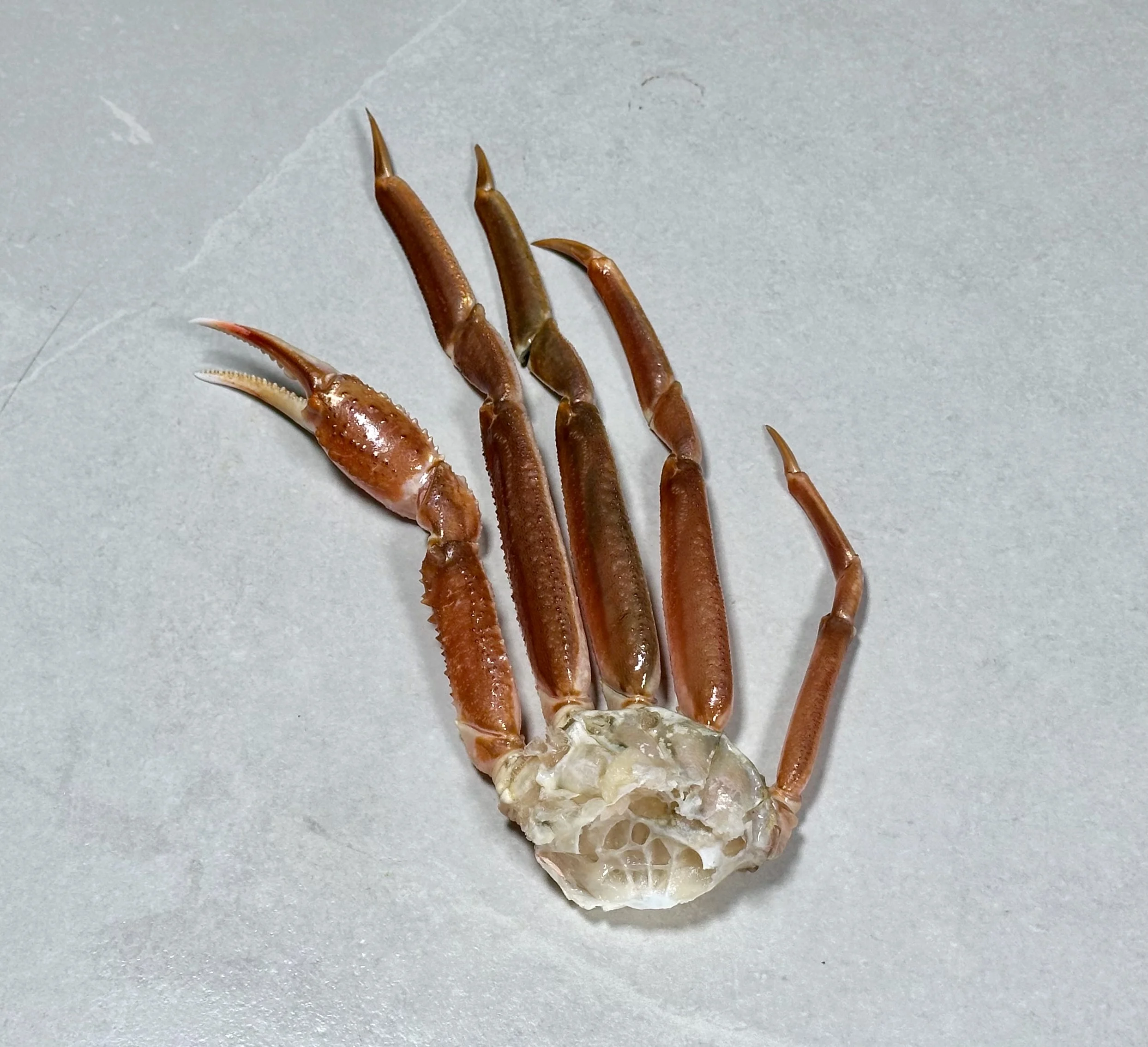 Snøkrabbe, rå / Snow Crab raw