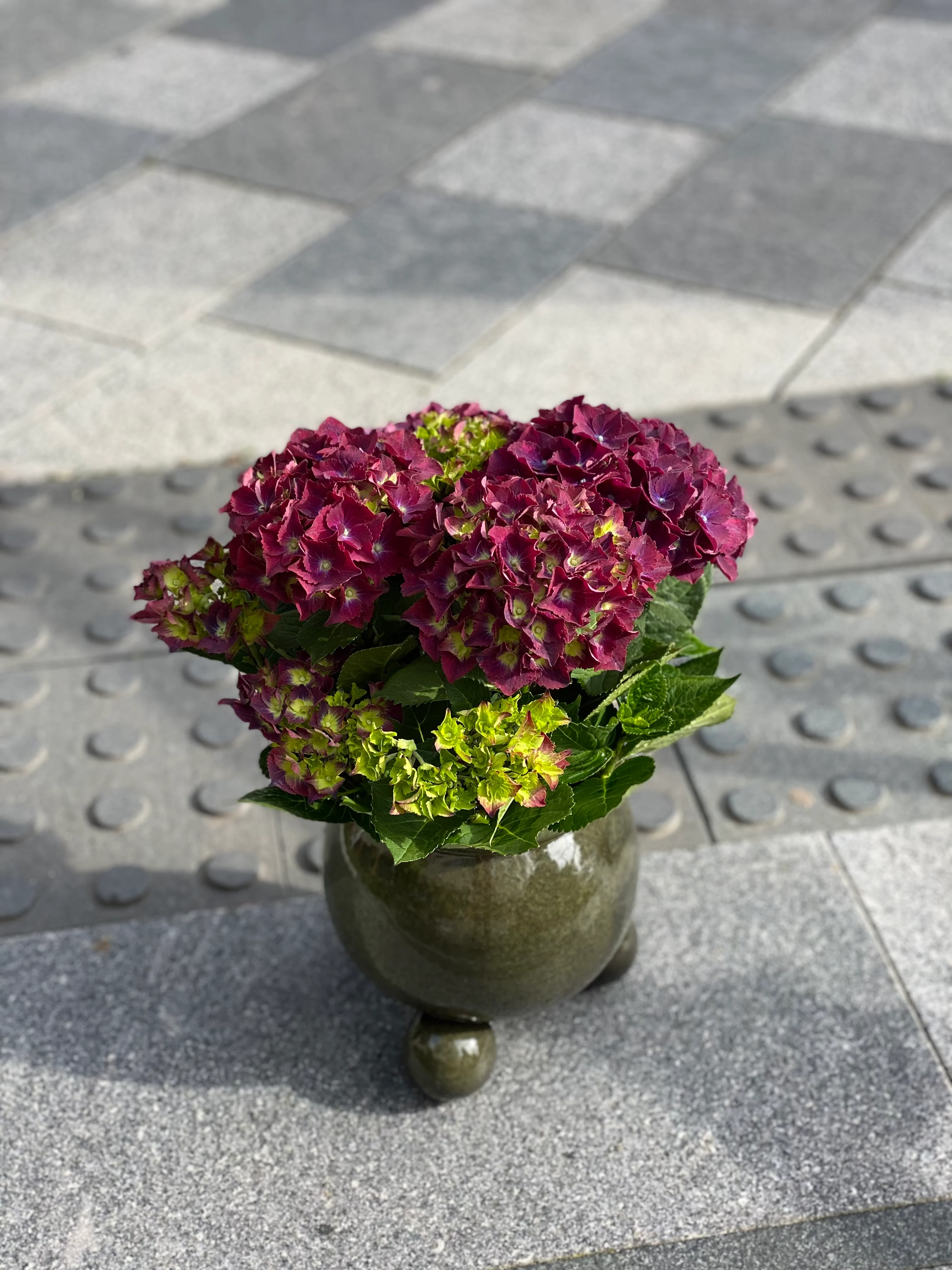 Burgunder Hortensia