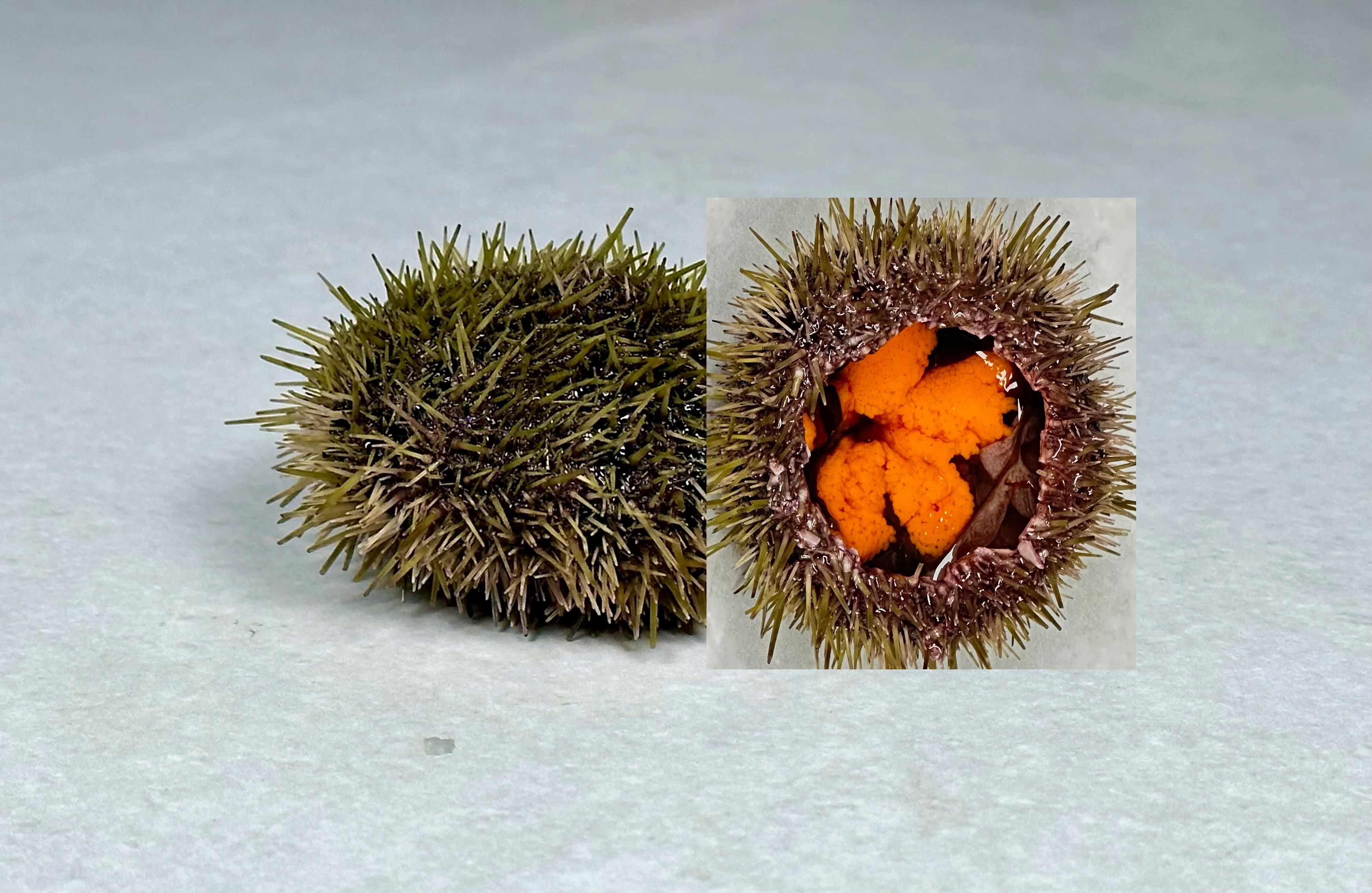 Kråkebolle, grønn - Urchins