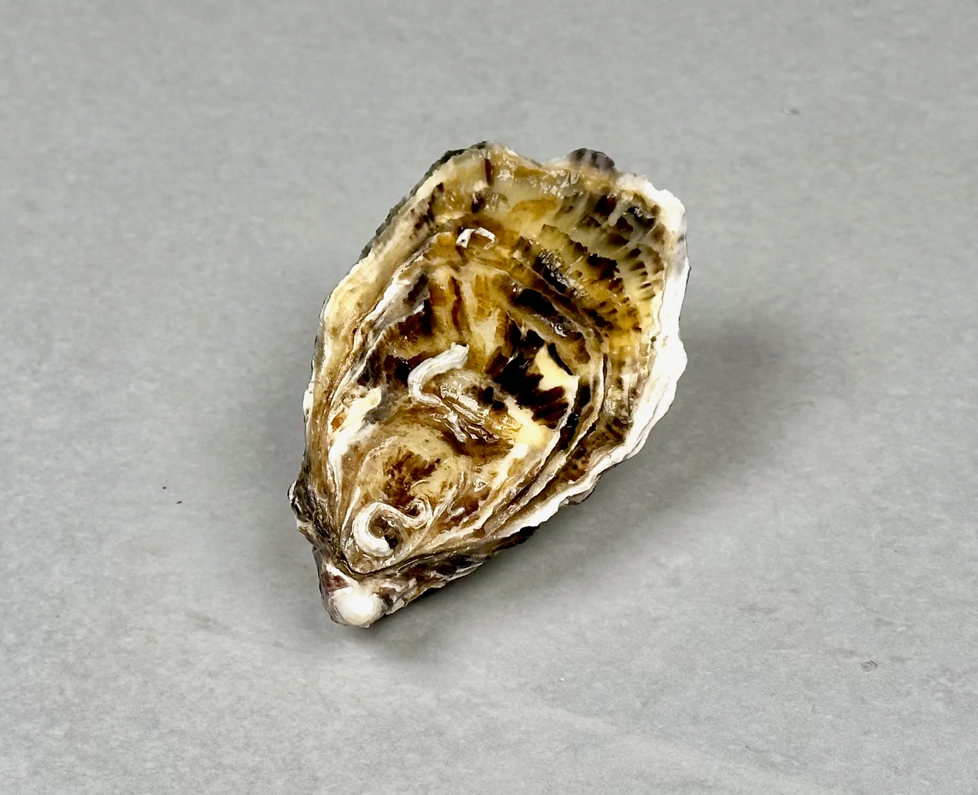 Østers, Speciale Utah Beach