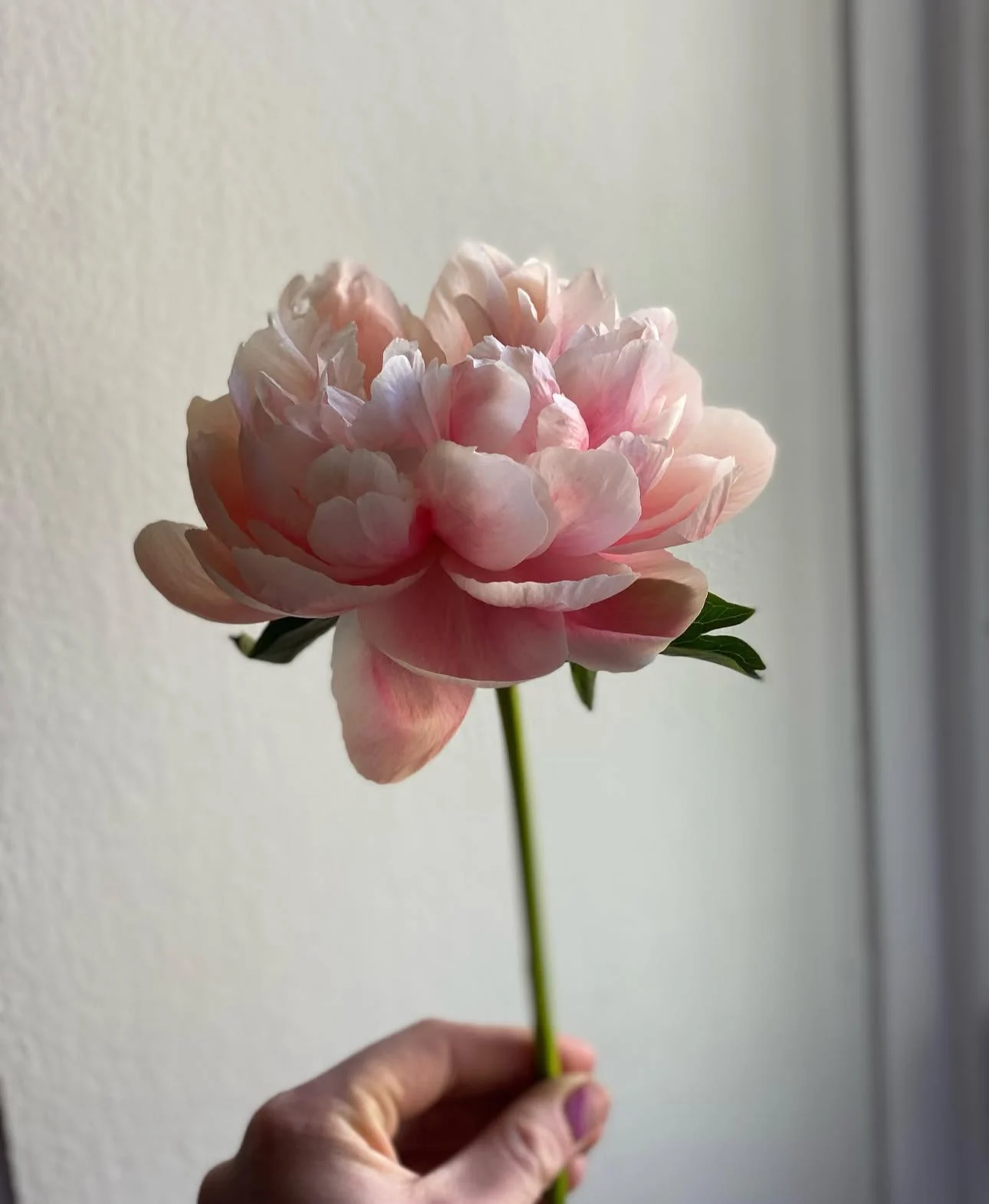 SNITT Blomster (tidl. Harbitz Blomster)