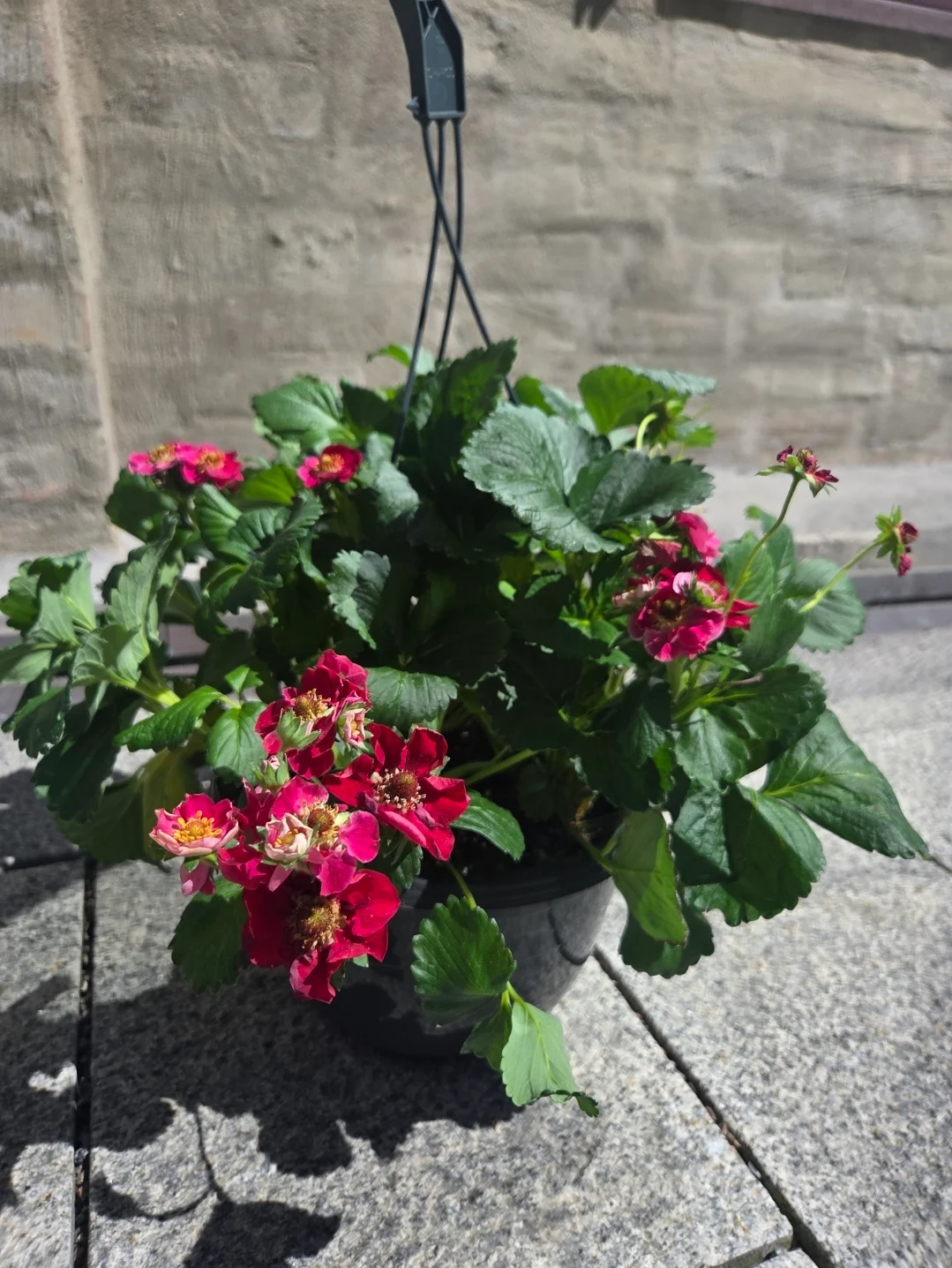 Jordbærplante ampel