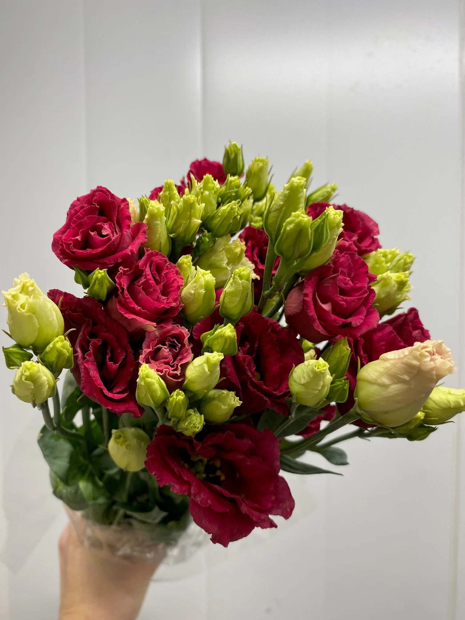 Lisianthus - dyprosa