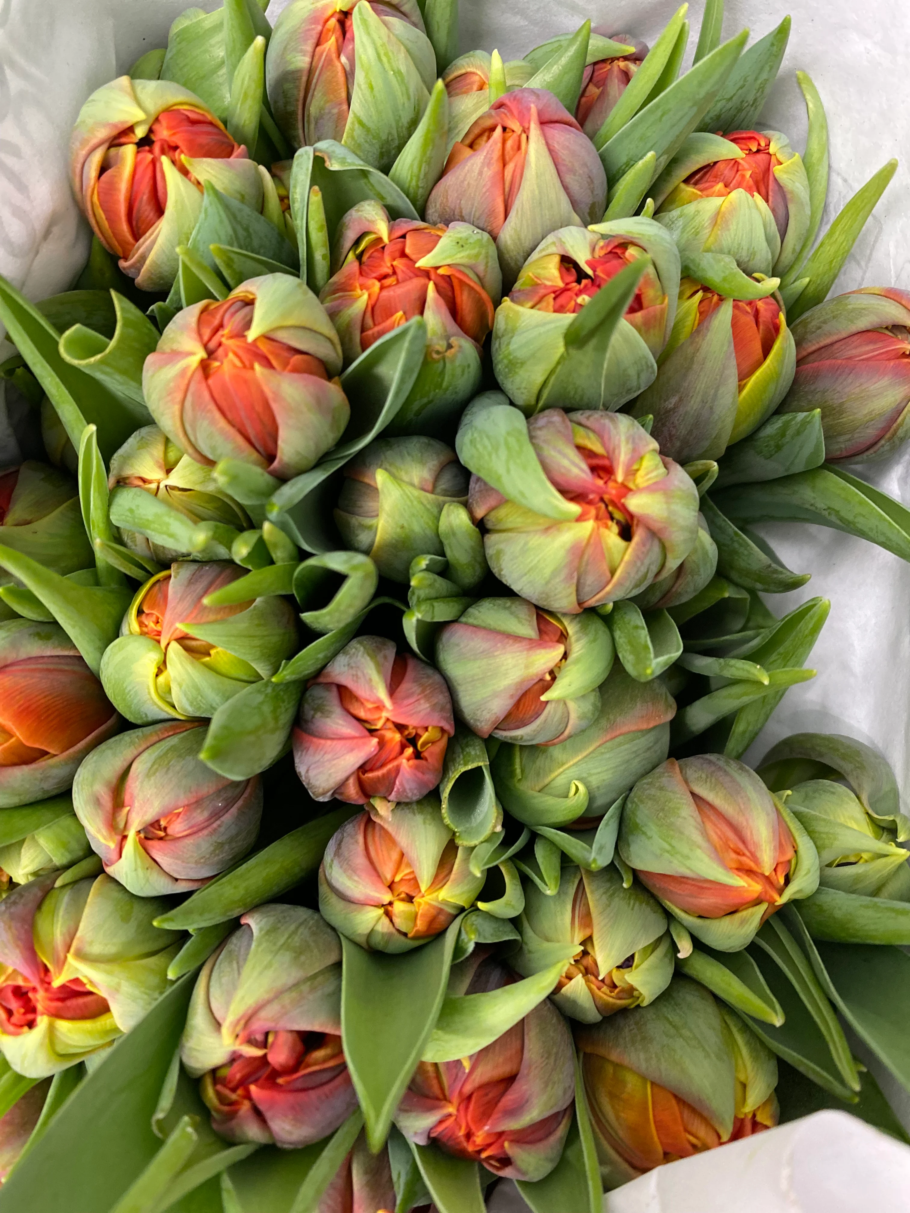 Tulipaner (doble!)