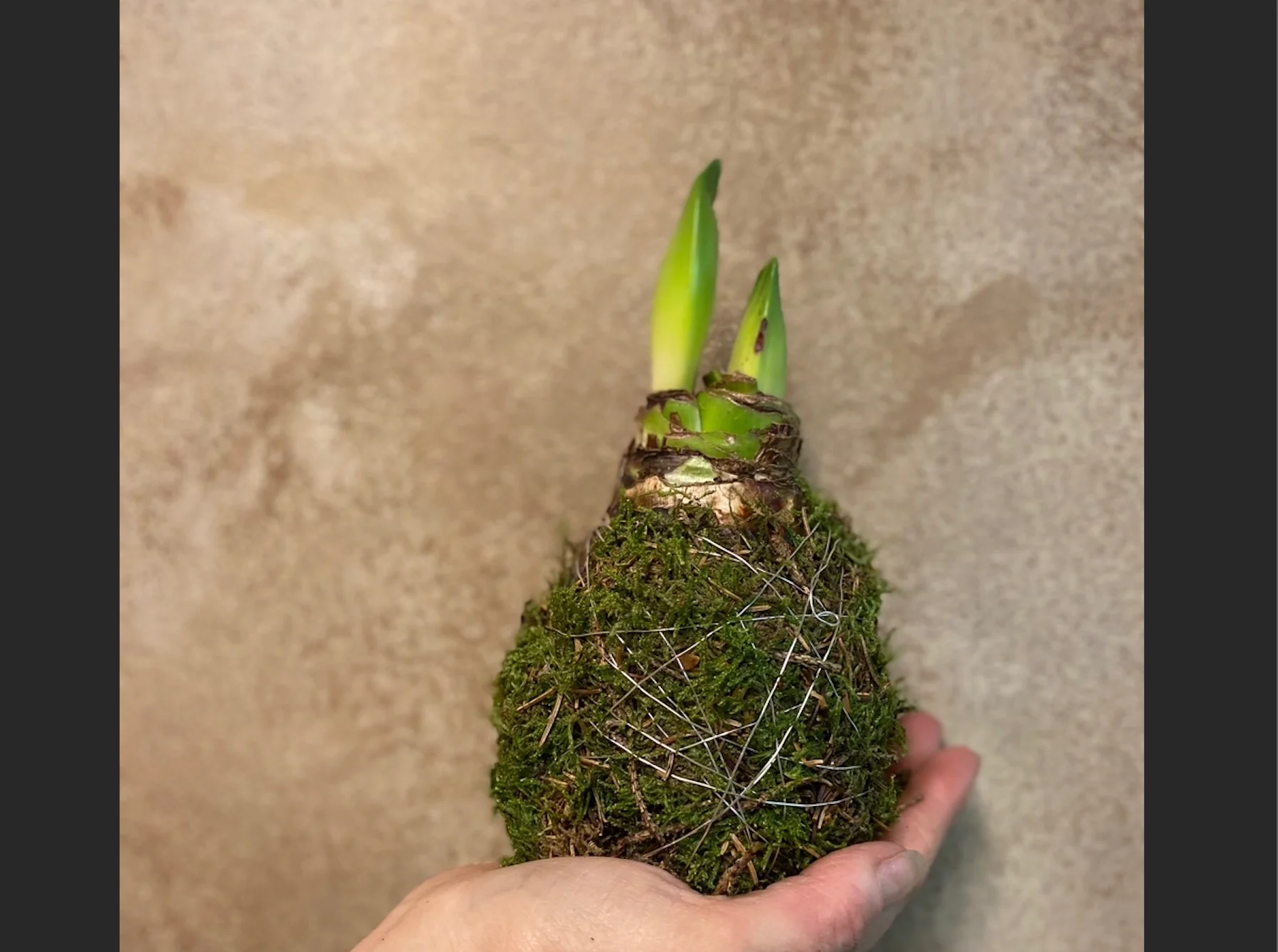 Amaryllis i mose 🎅