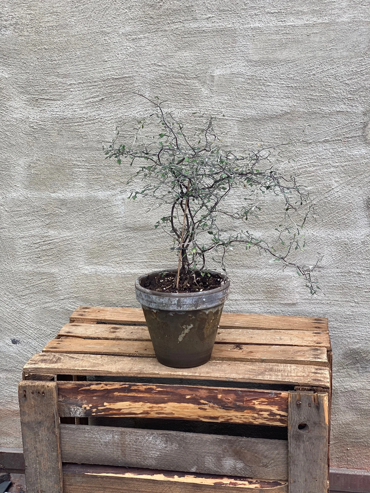 Corokia - spøkelsestre👻