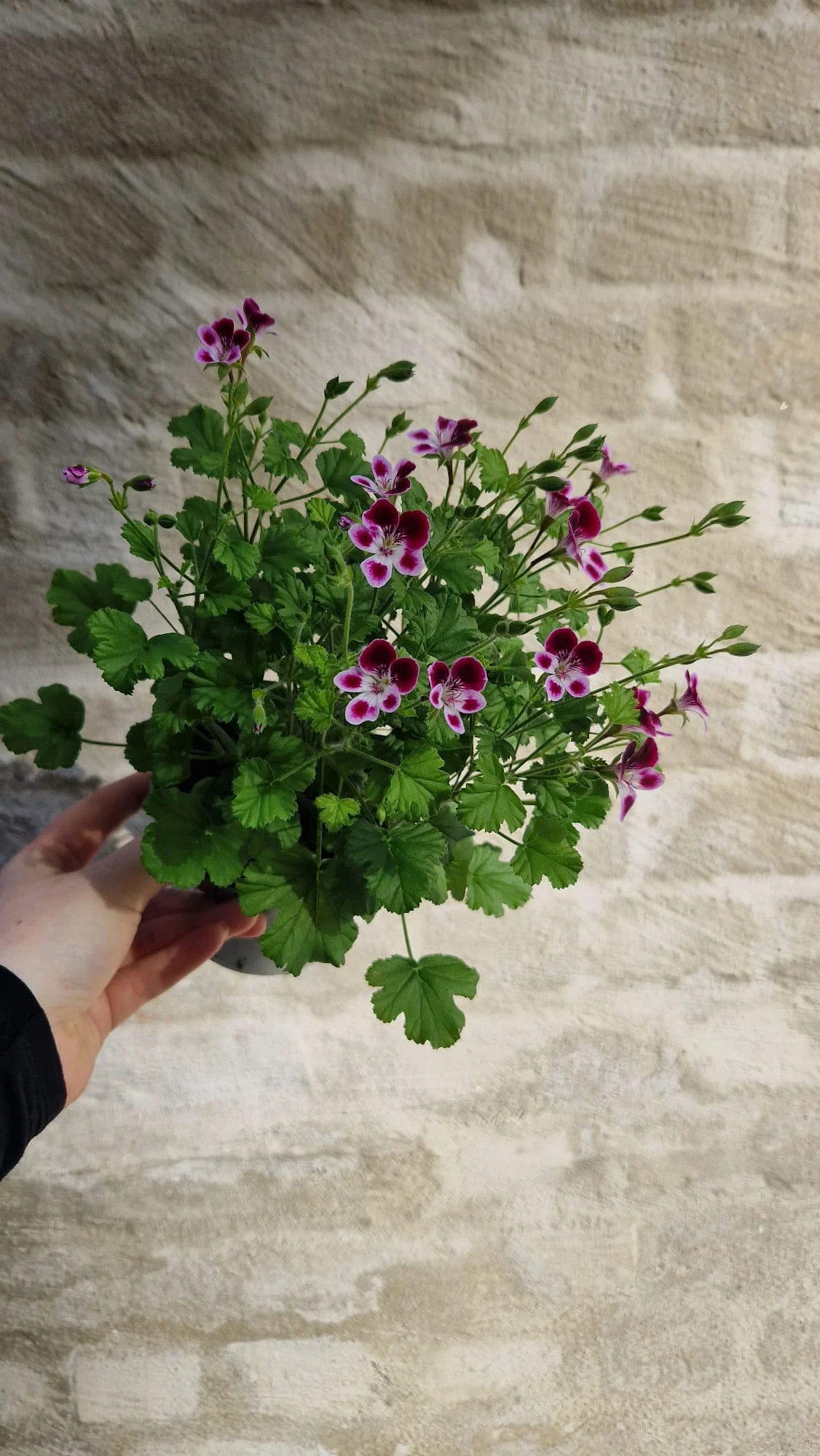 Duftpelargonia