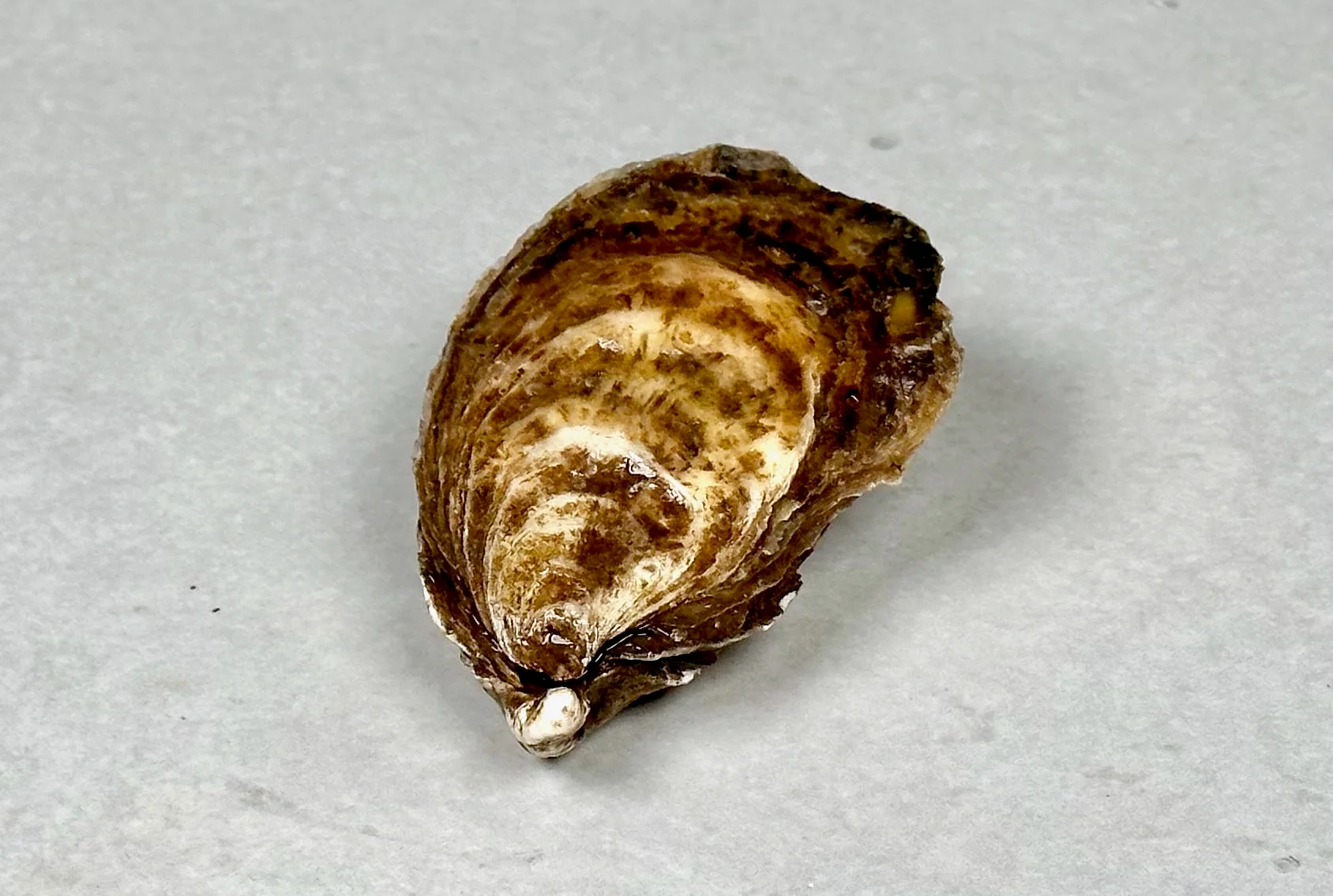 Østers, Chebooktook flatøsters