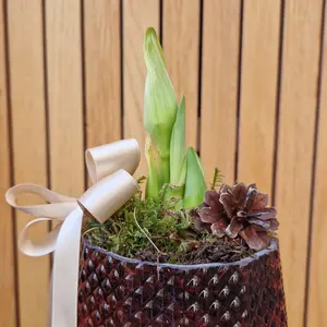 Juledekorasjon i potte🤶🧑🎄🎅🏽