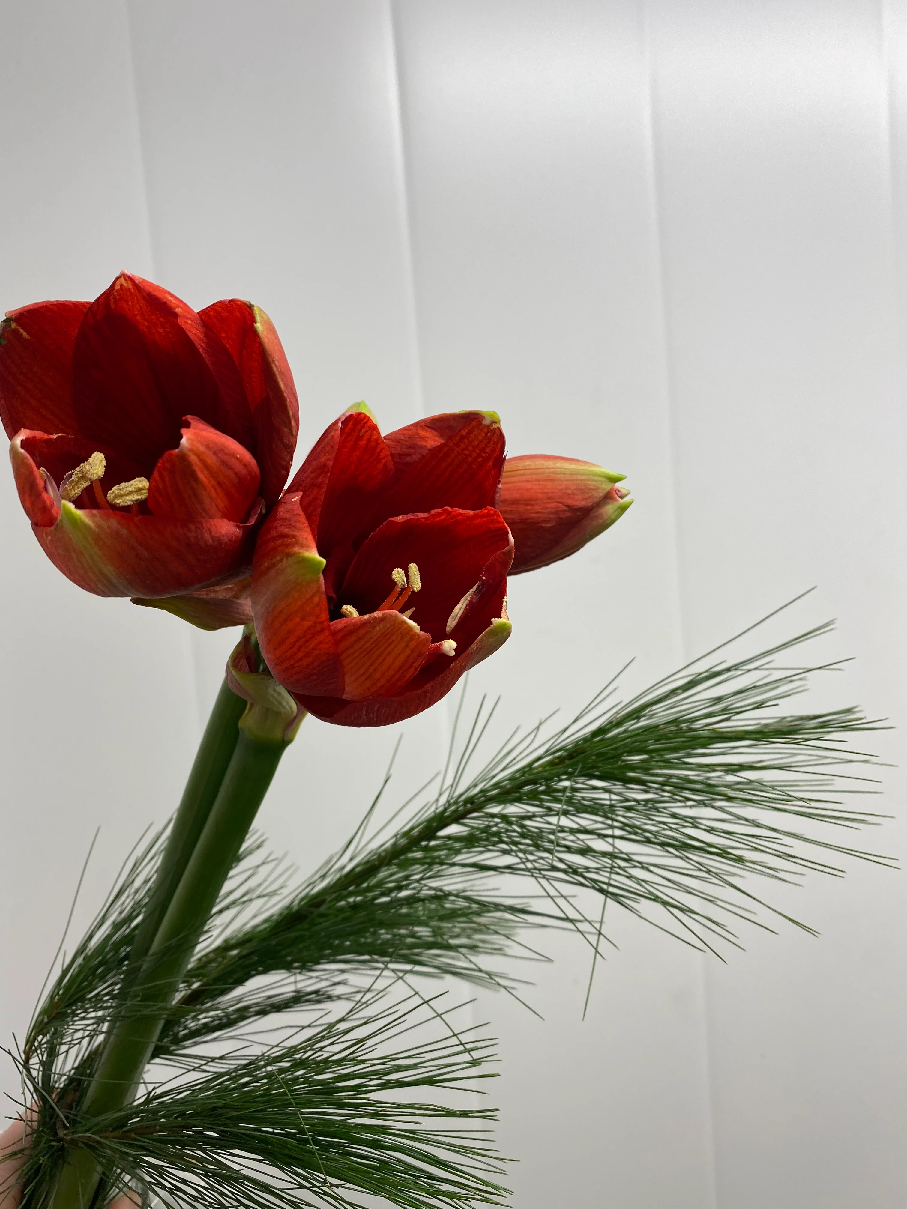 Rød Amaryllis 🌺 Avskåret