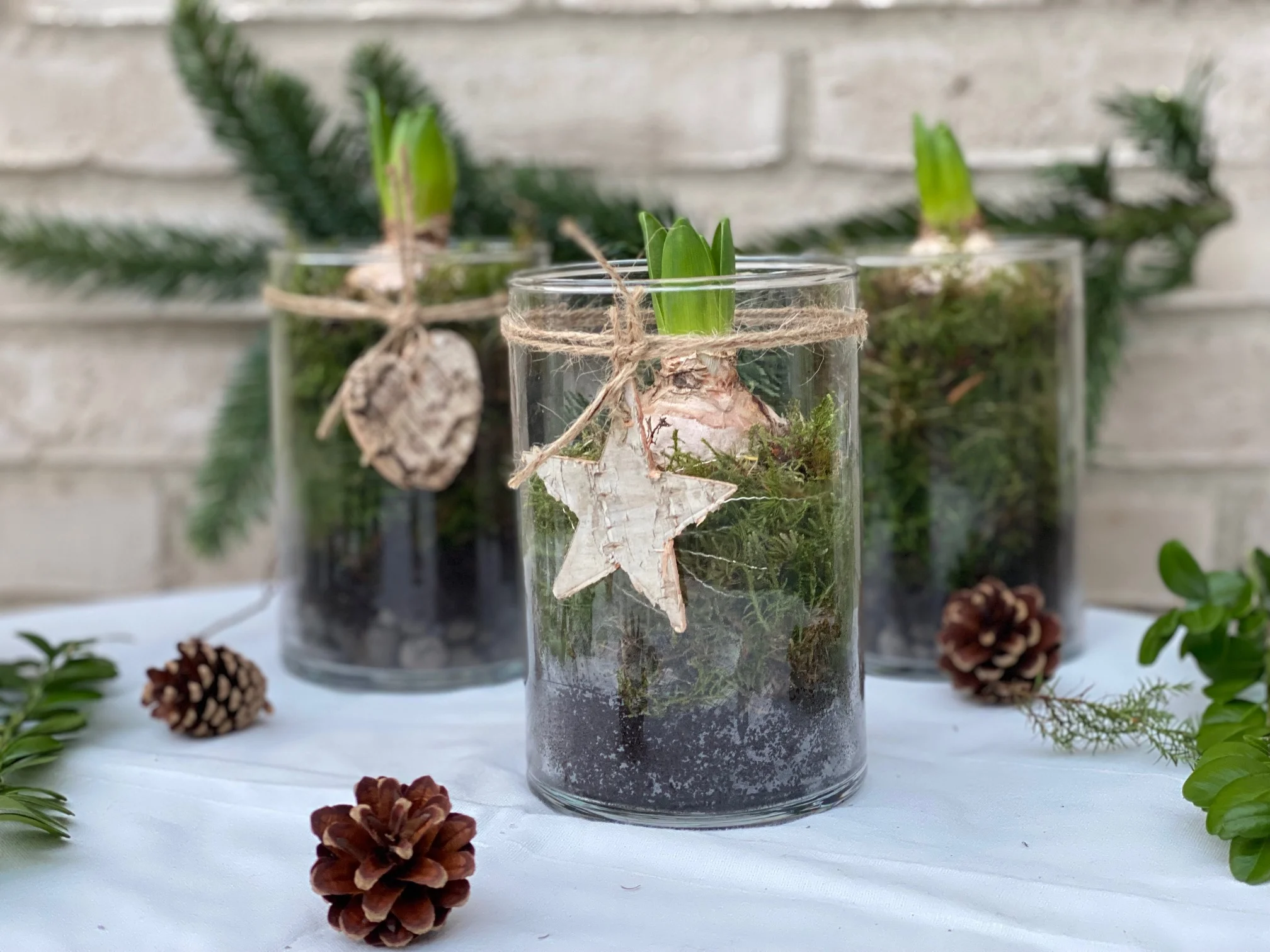 Svibel til jul 🌱🤶🌟