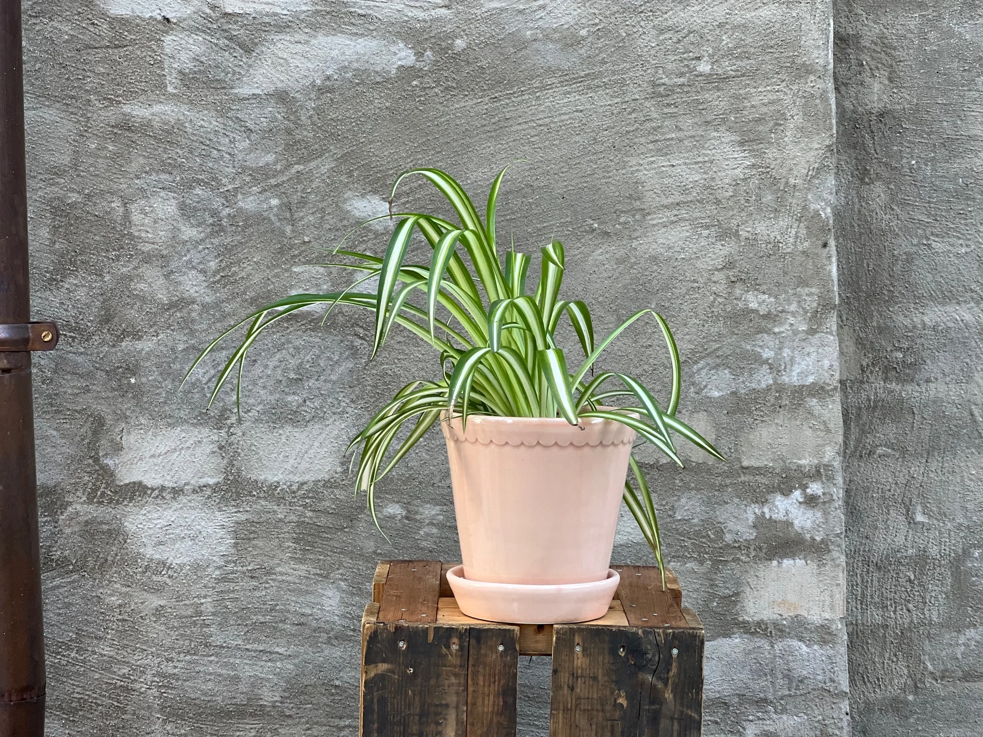 Ungkarsplante/Grønnrenne