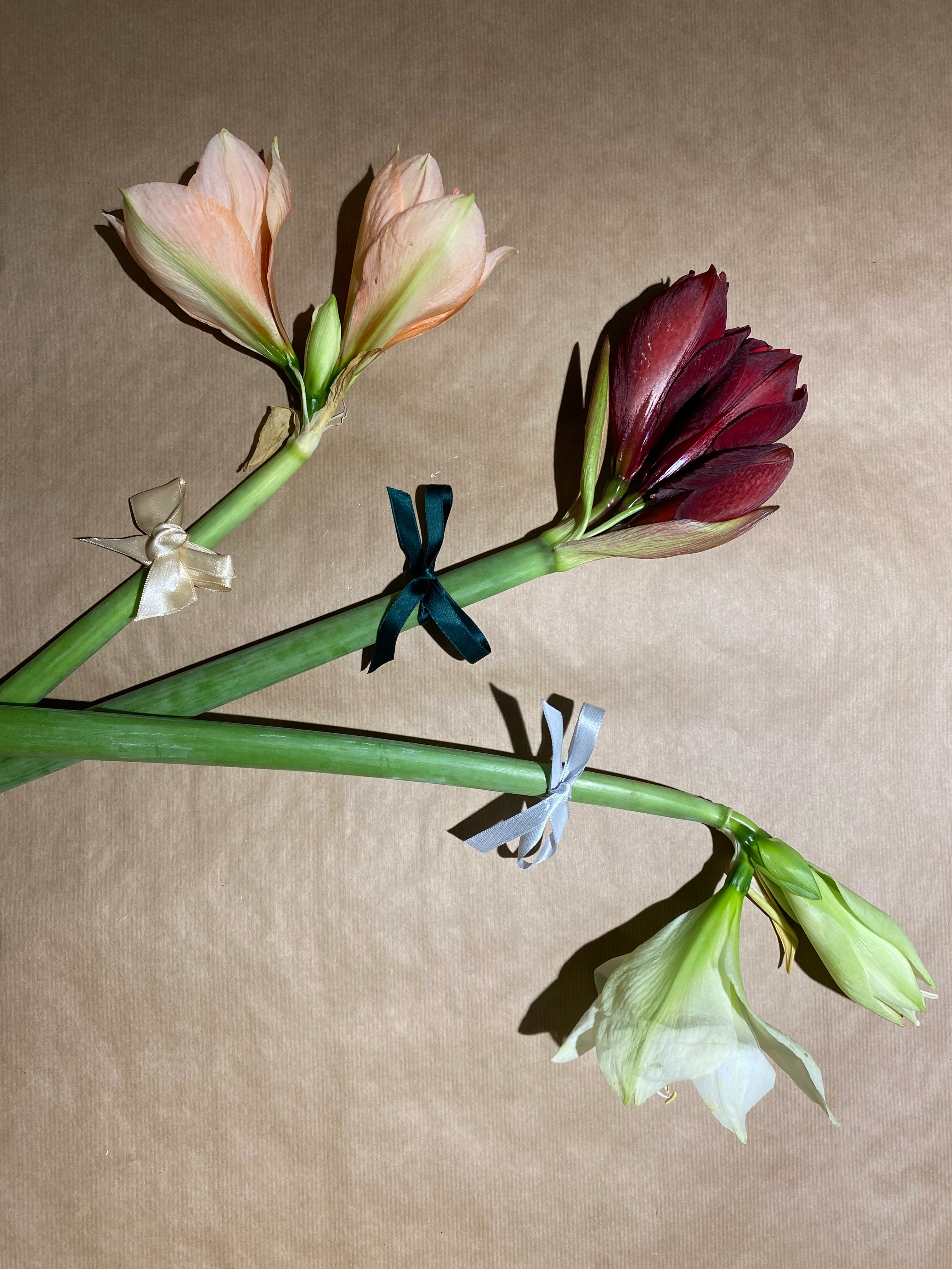 Amaryllis med sløyfe🎀