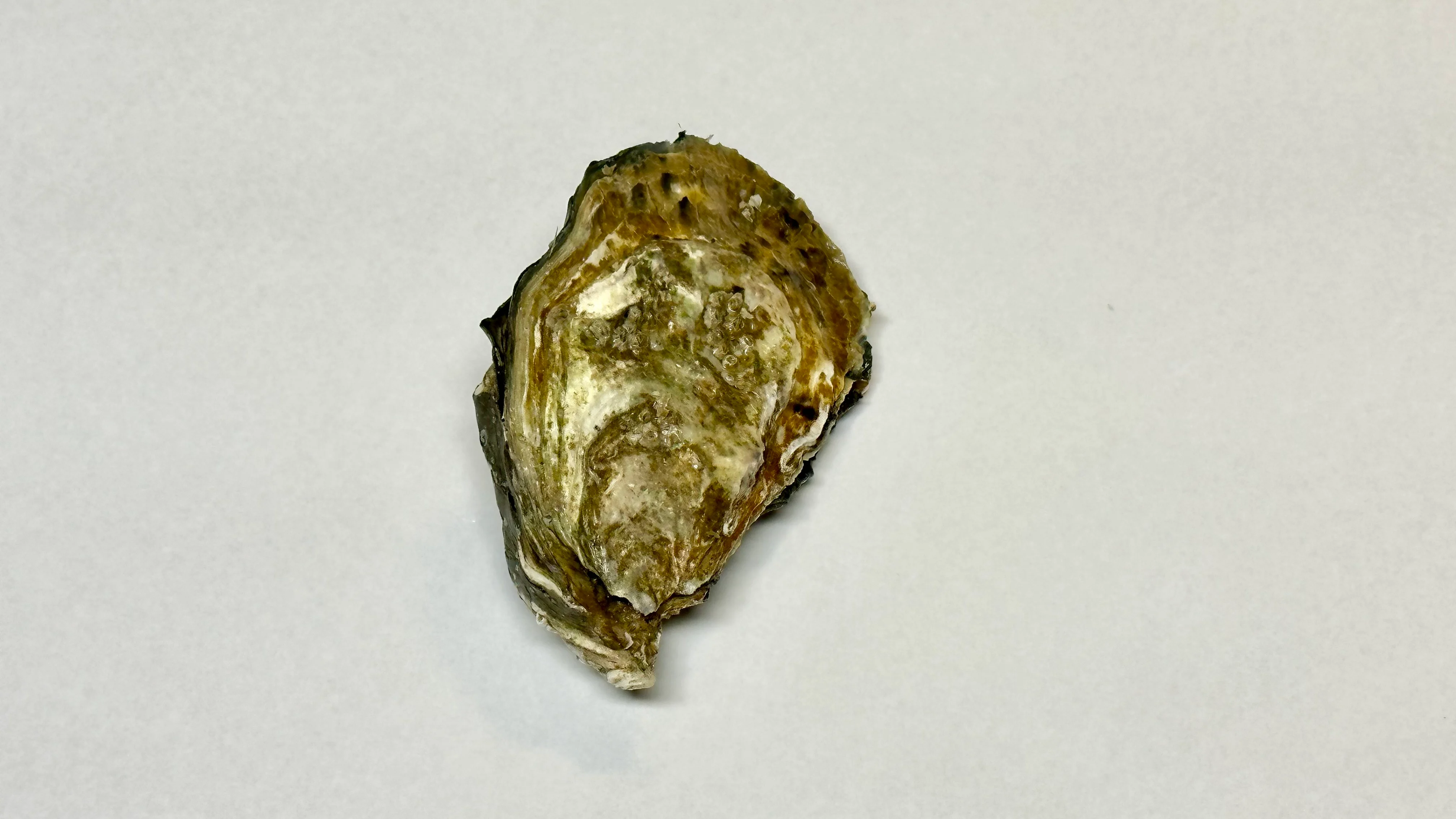 Østers, Gillardeau no 4