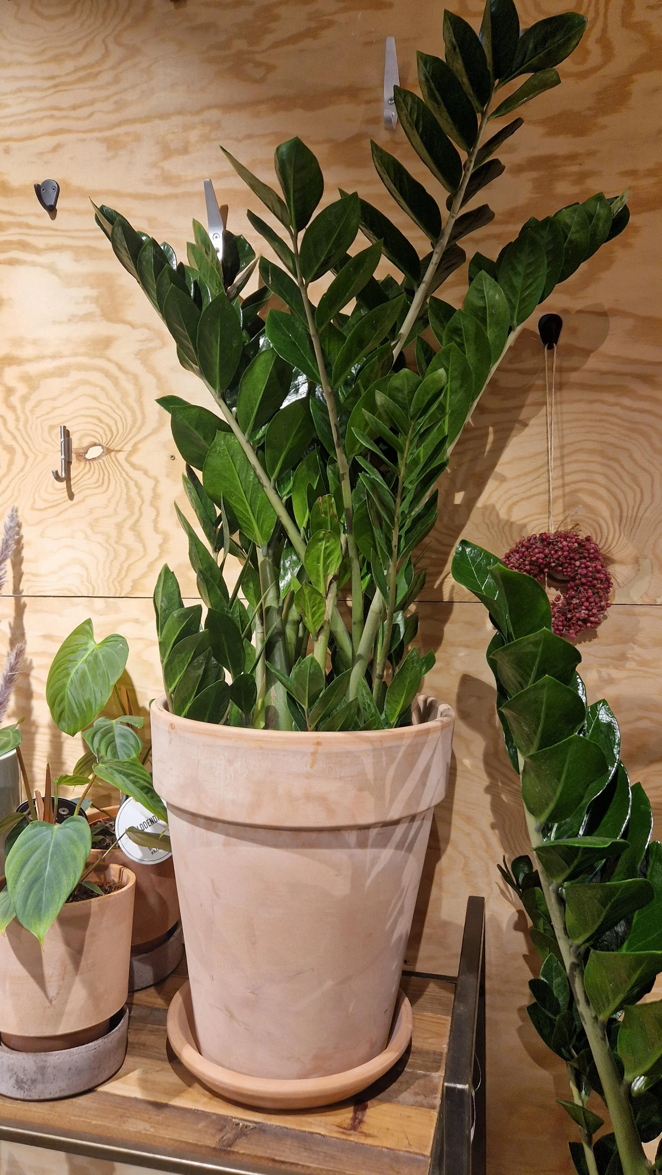 Stor Smaragdpalme (Zamioculcas) 🌱