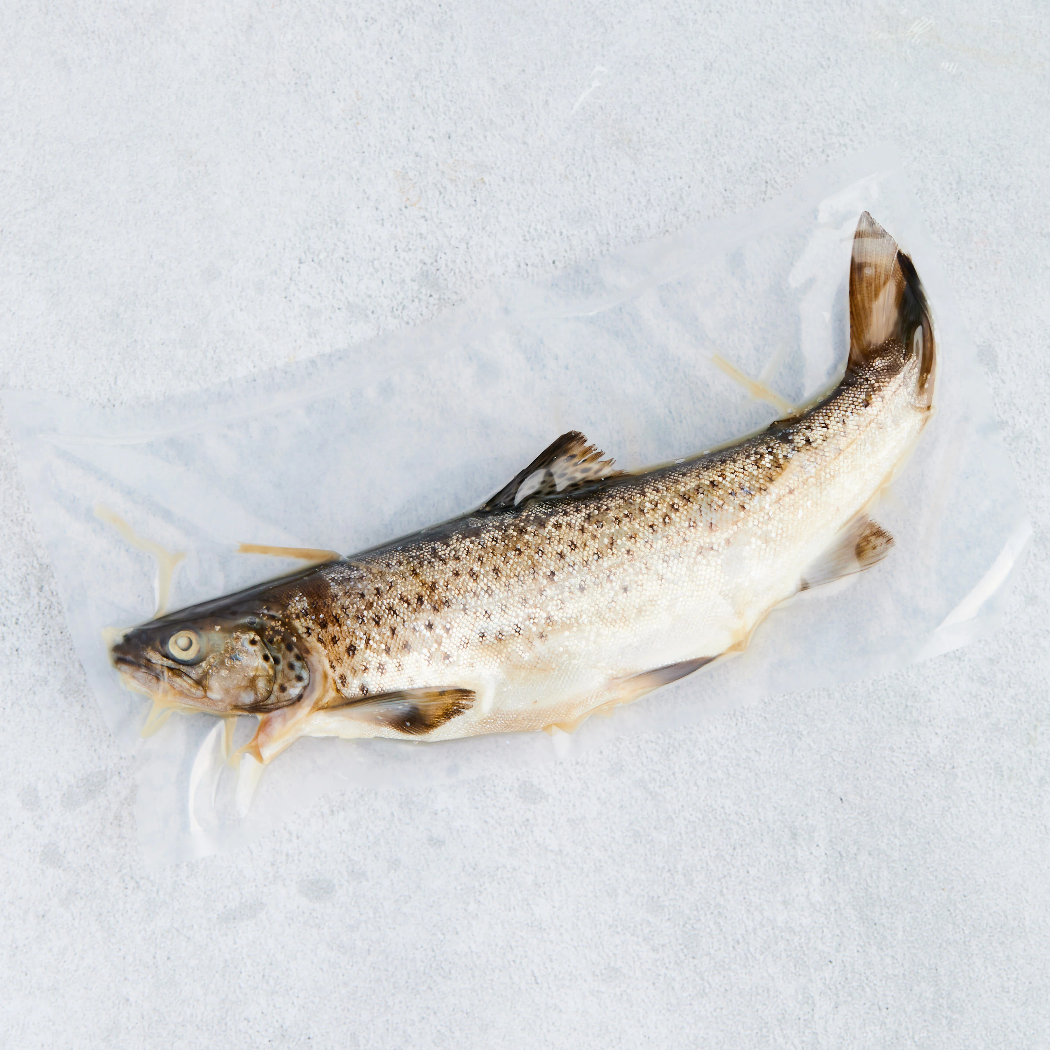 Rakfisk hel, villfanget Jølsteraure