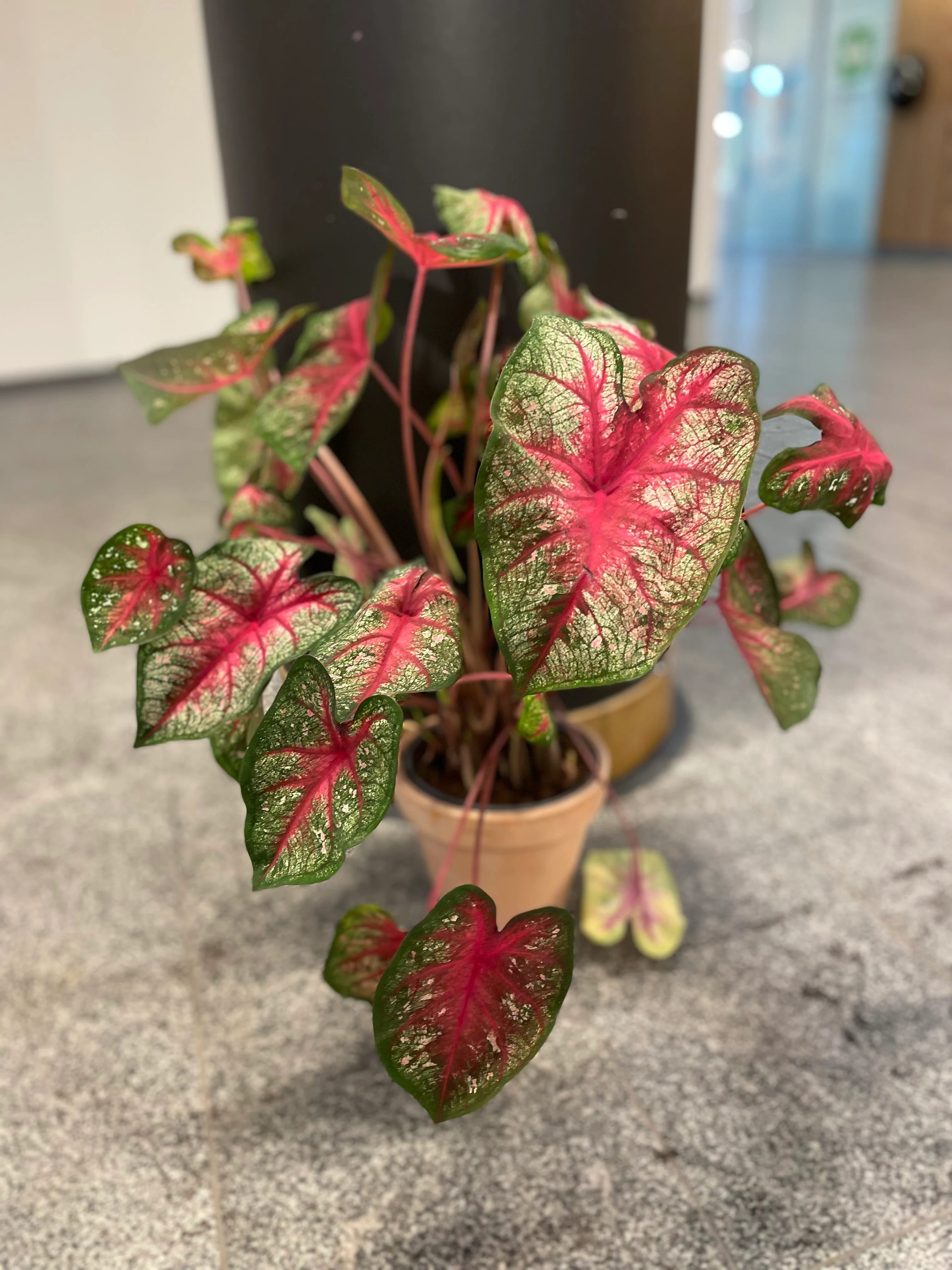 Caladium stor 🍀🌸