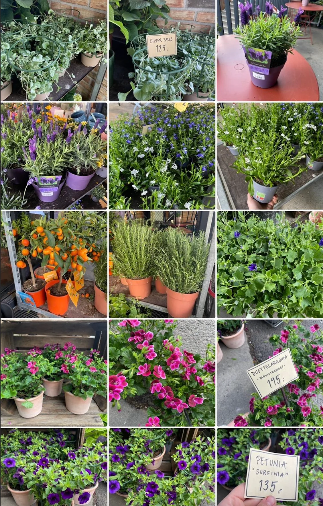 Blomster til balkong