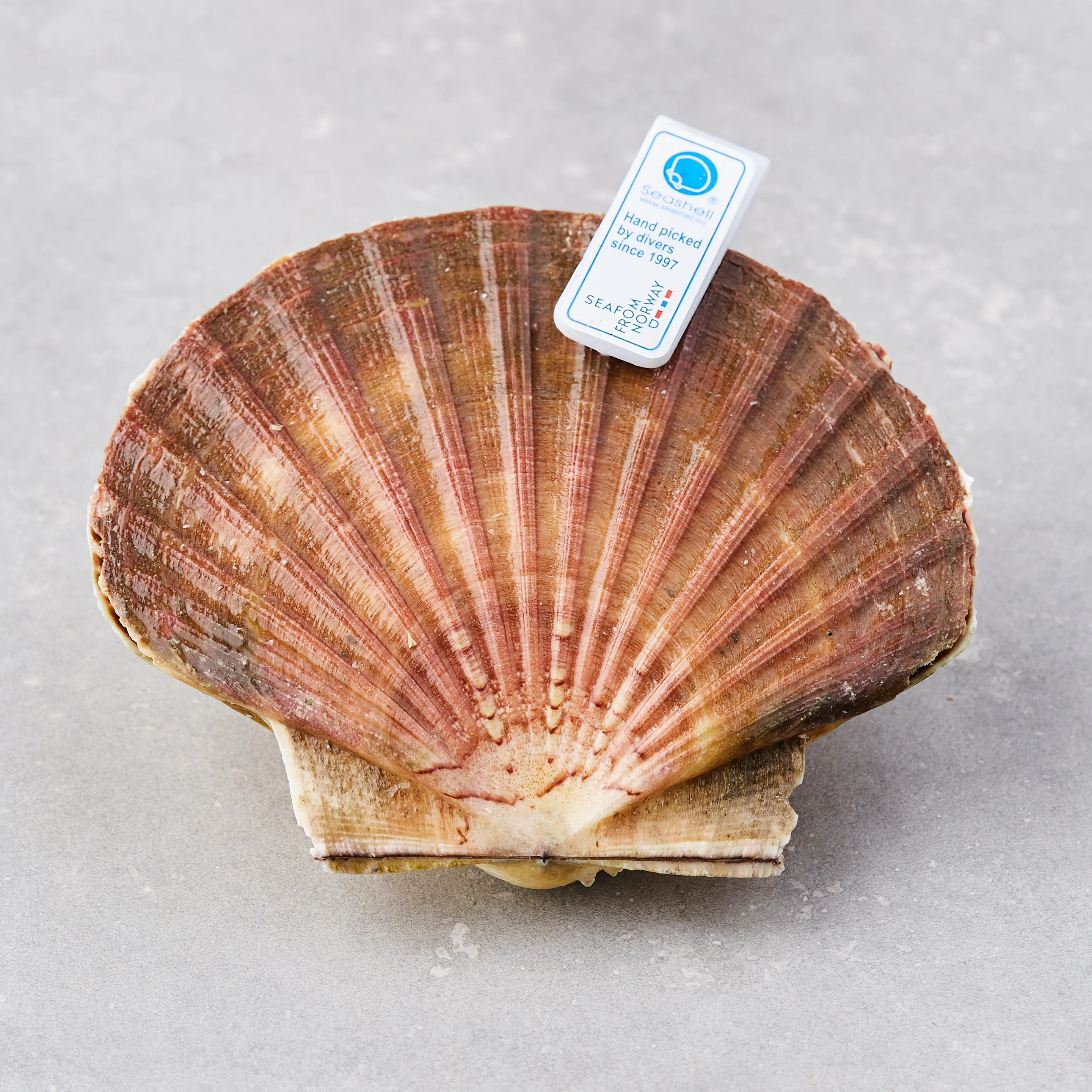 Kamskjell, ferske - Scallops